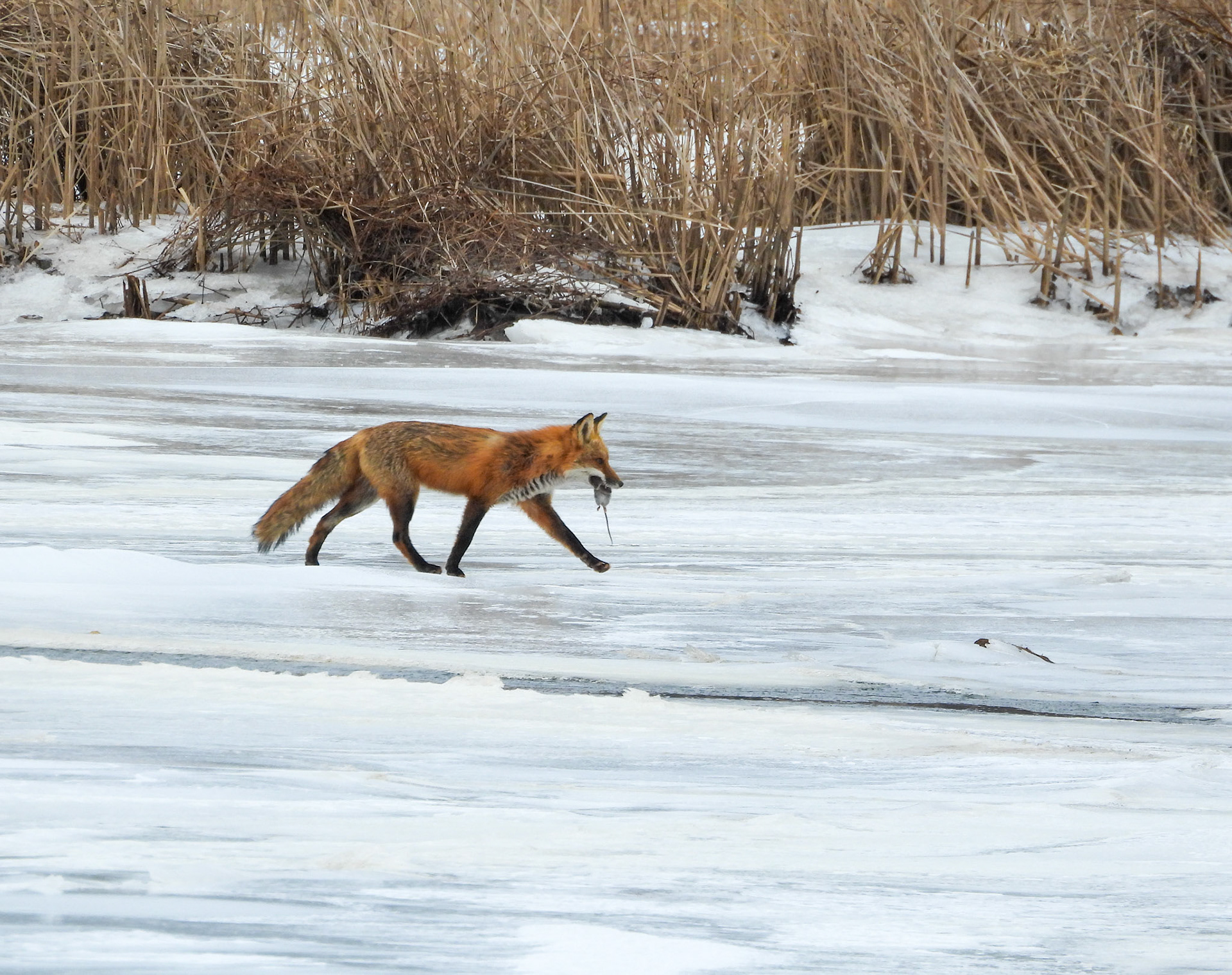 Red Fox returns to shore with a fresh kill.
