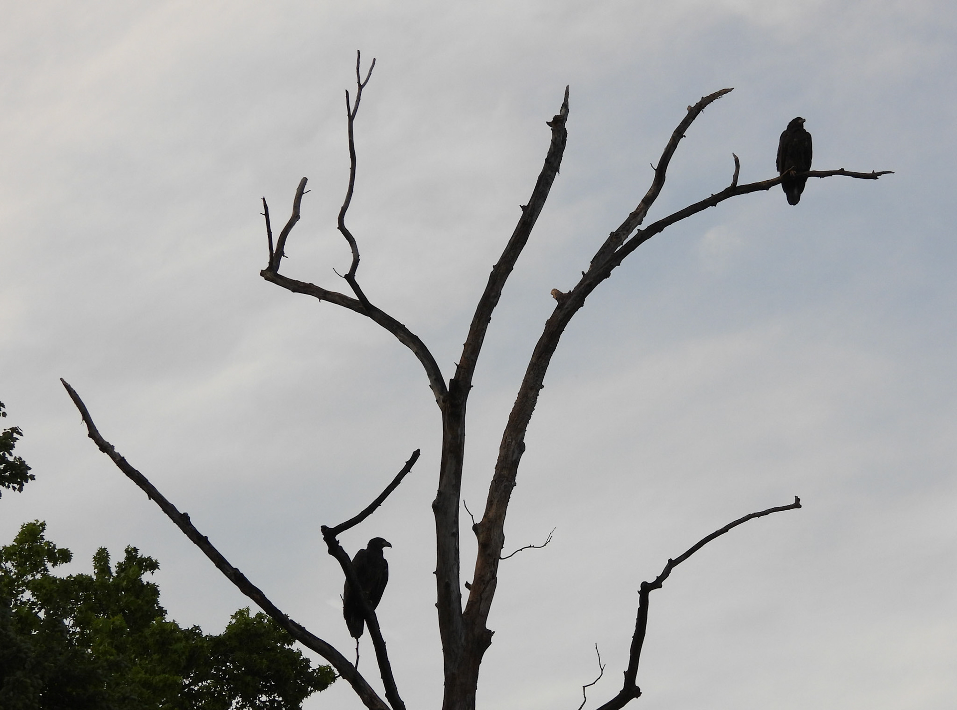 June 20 - Sibling Hangout