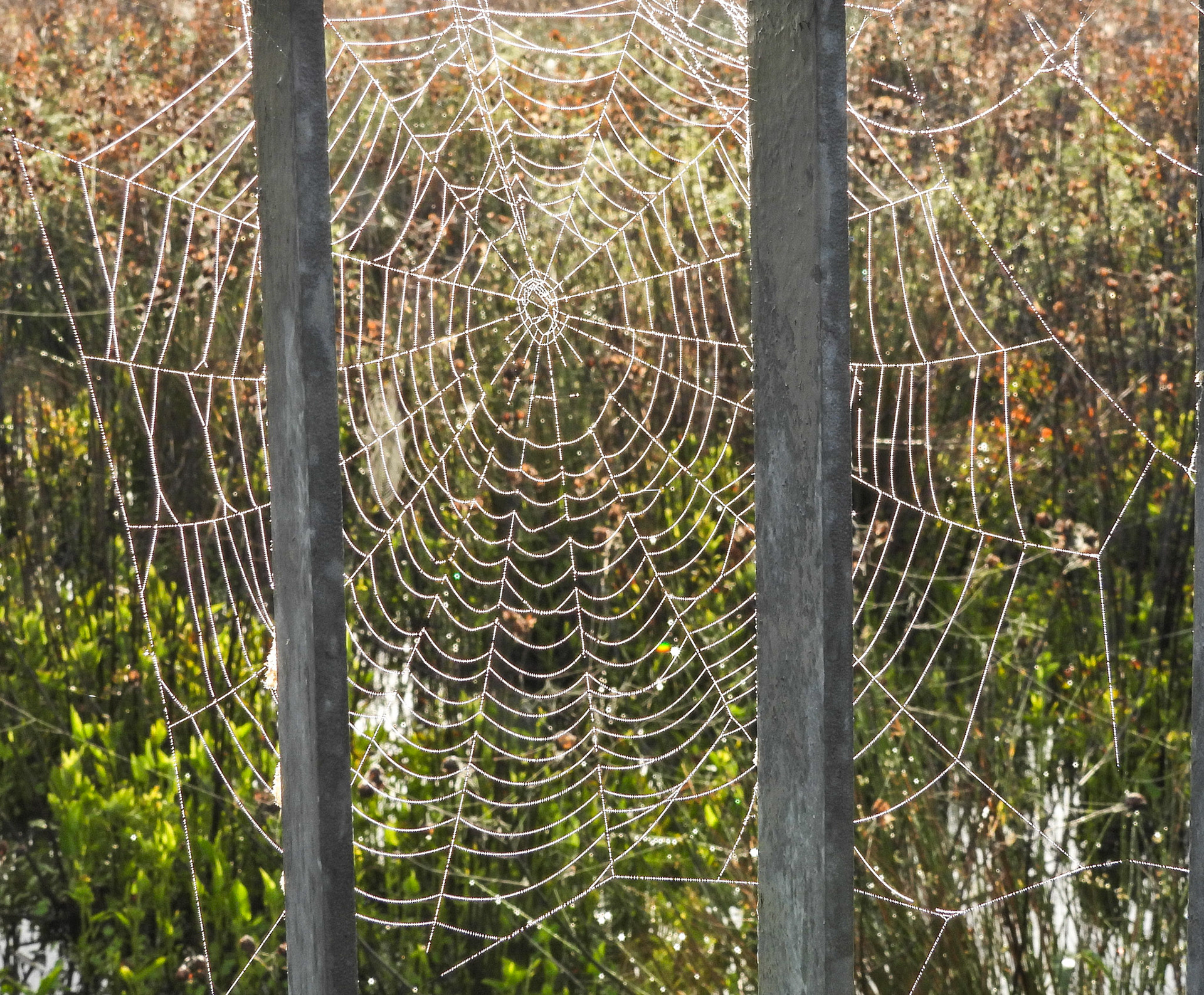 Spider webs in April.