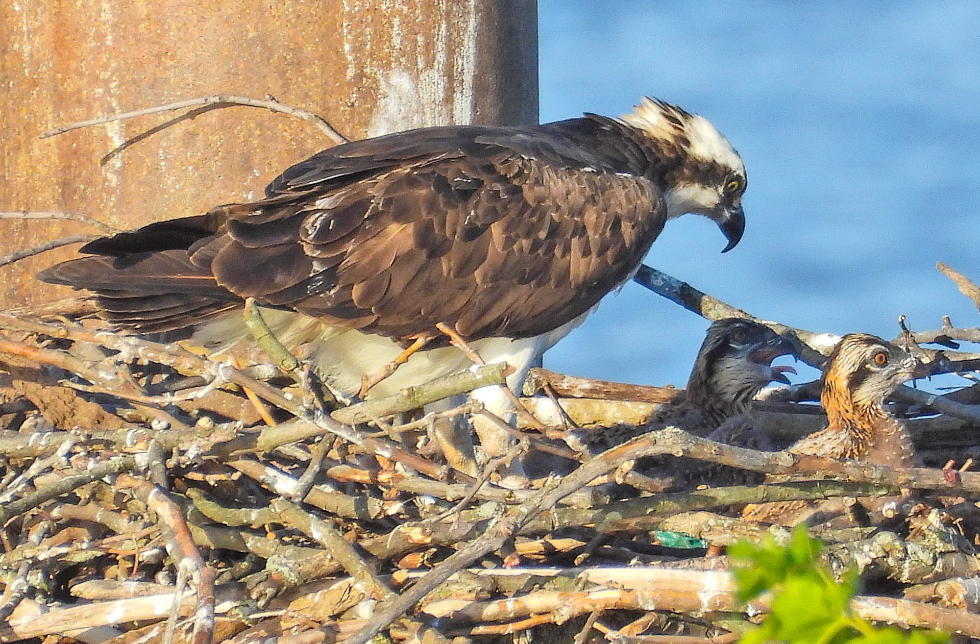 May 29 - Mother and offspring.