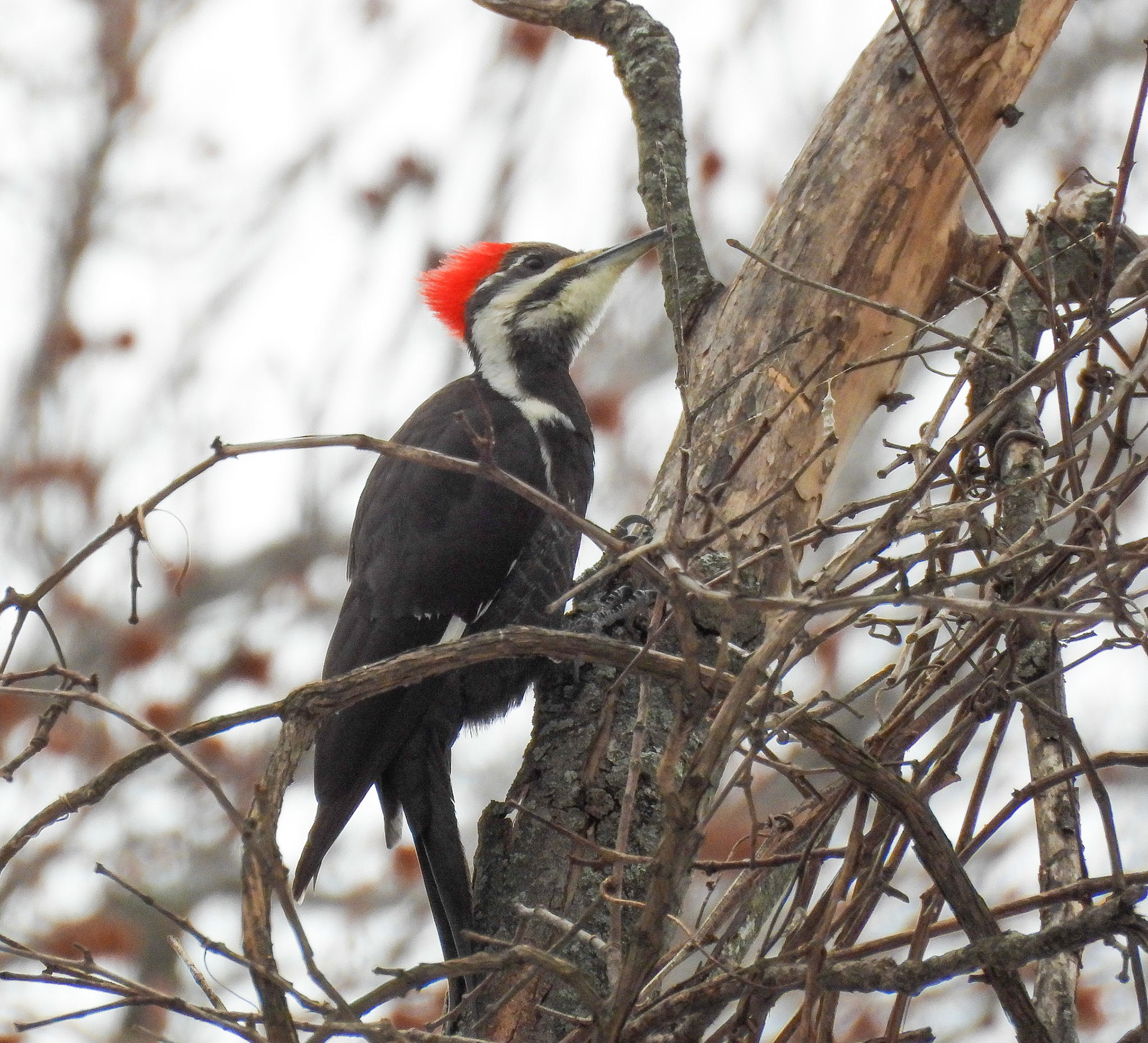 Pileated Woodpeckers stay in their breeding grounds year-round.