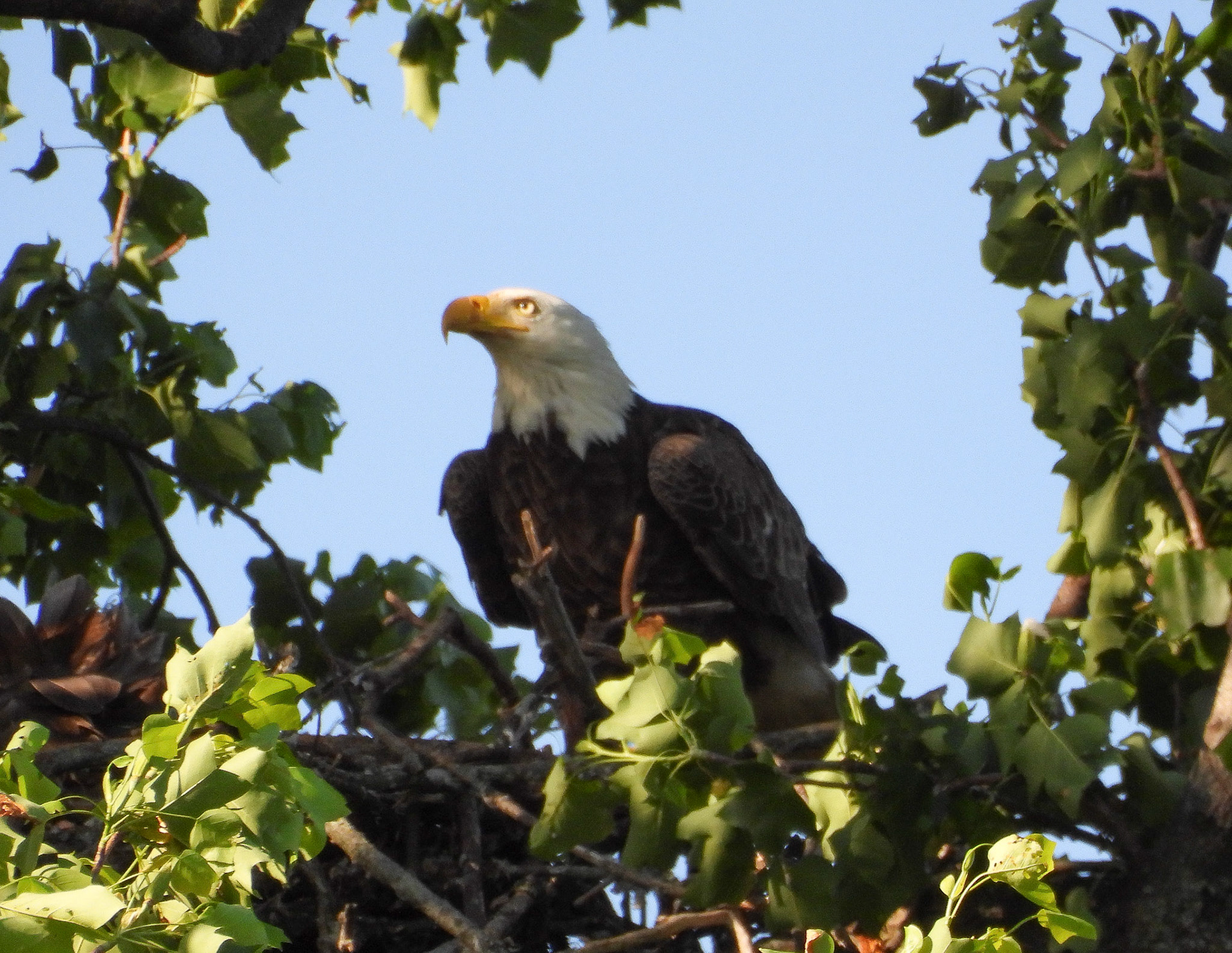 May 20 Parent eying the nest from nearby