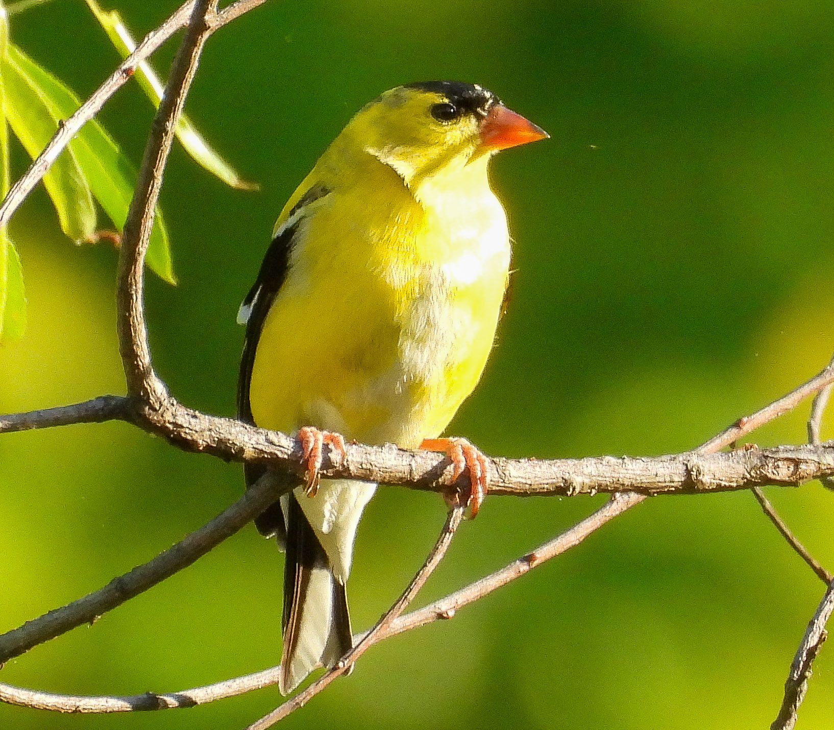American Goldfinch