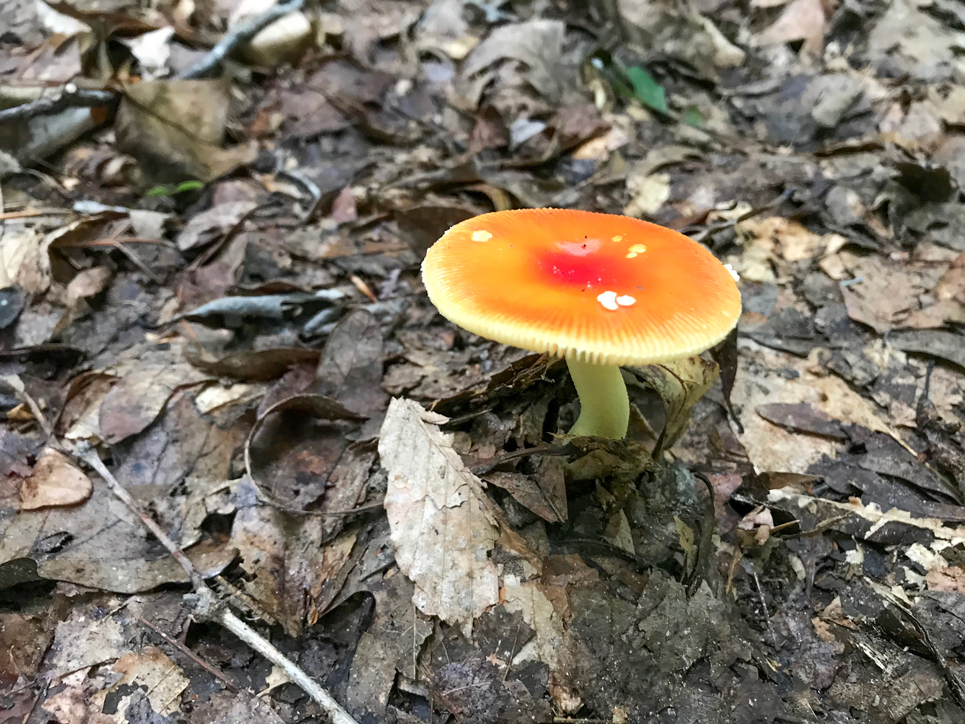 Prince William Forest Park, Virginia
