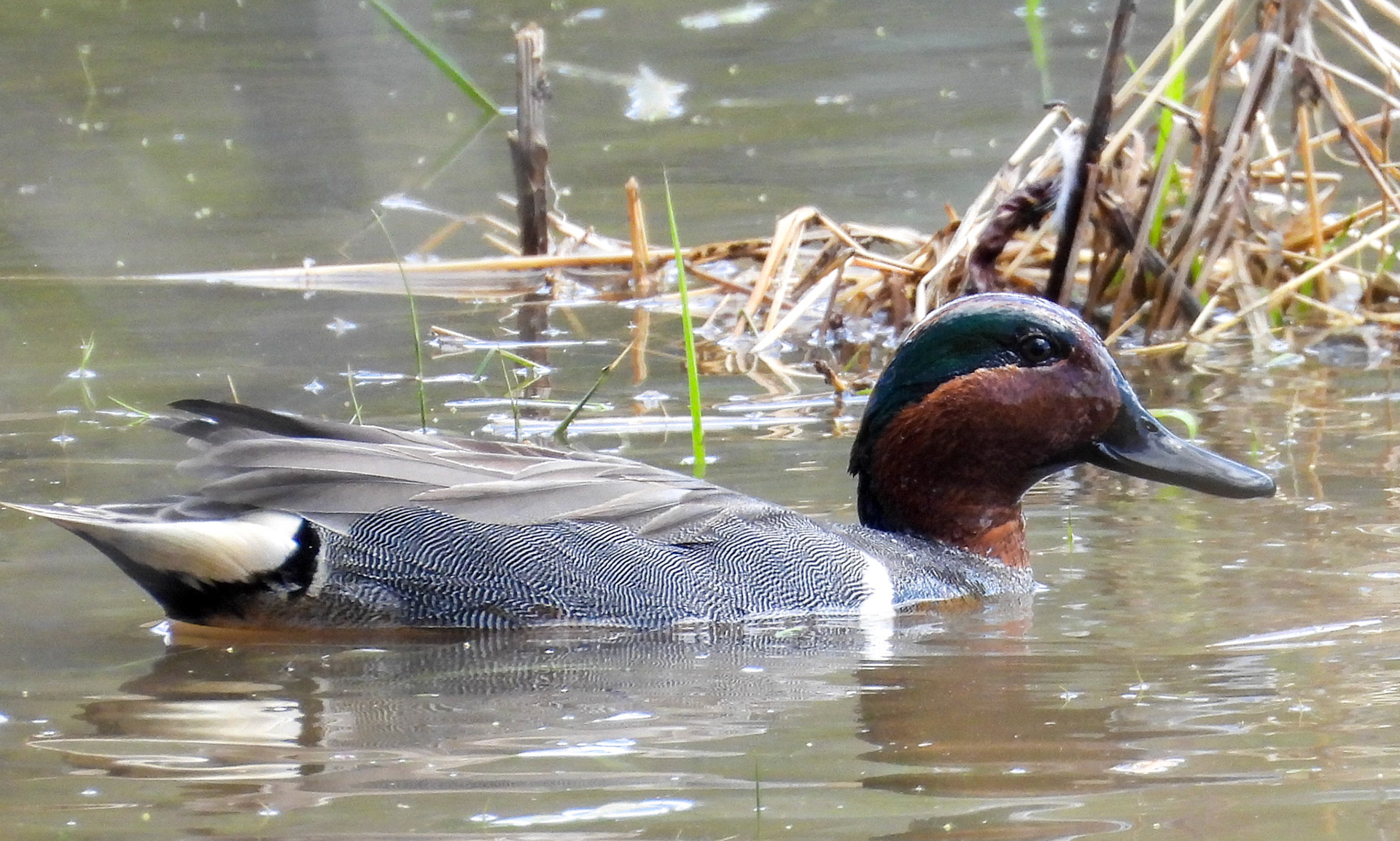 Green Winged Teal