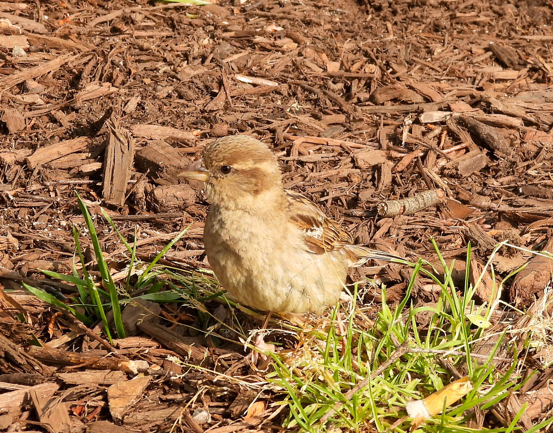 House Sparrow (Juvenile)