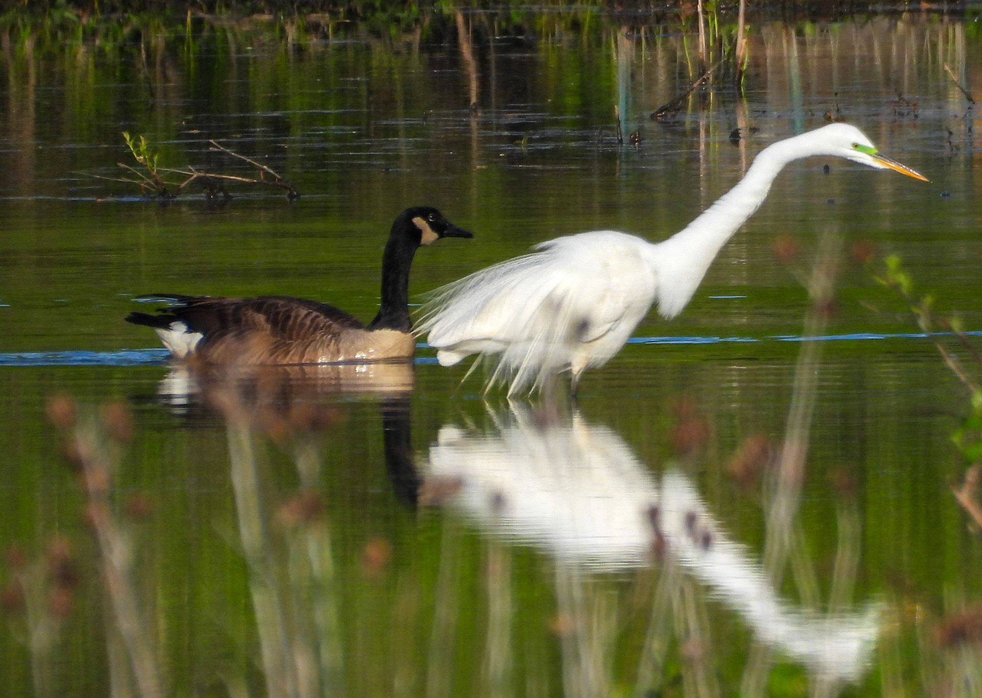 Canada Goose cruises by a Great Egret looking for fish.