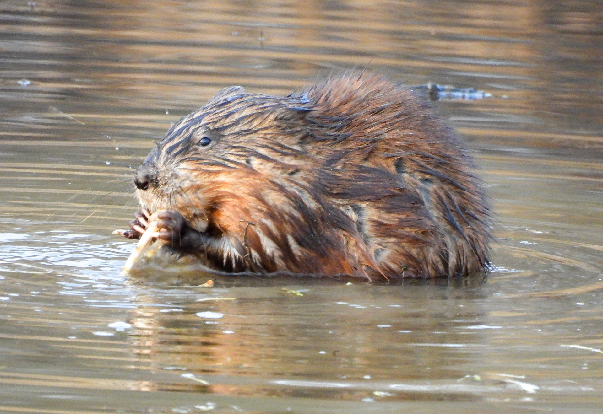 Beaver