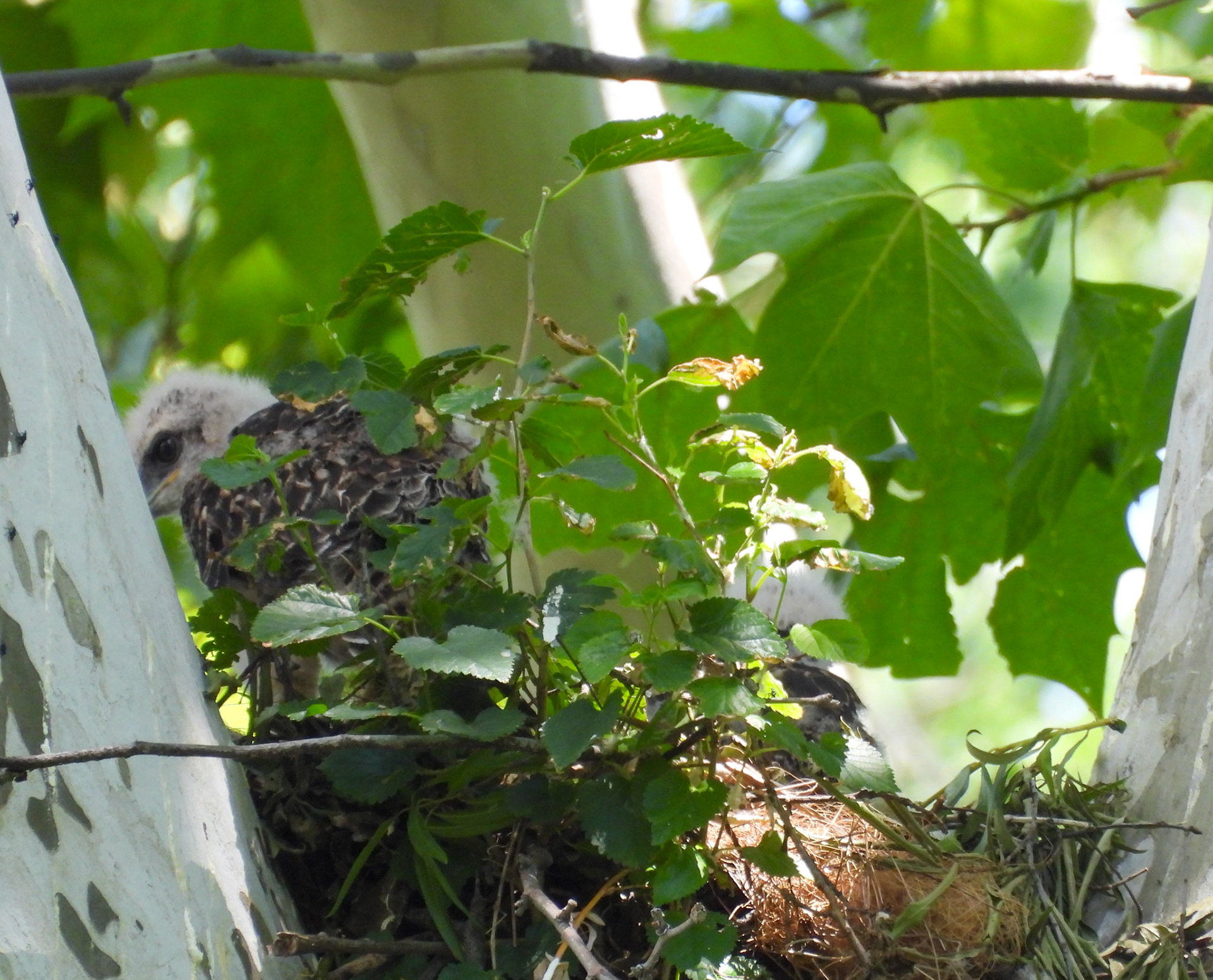 May 20 - One chick, about 3-4 weeks old.