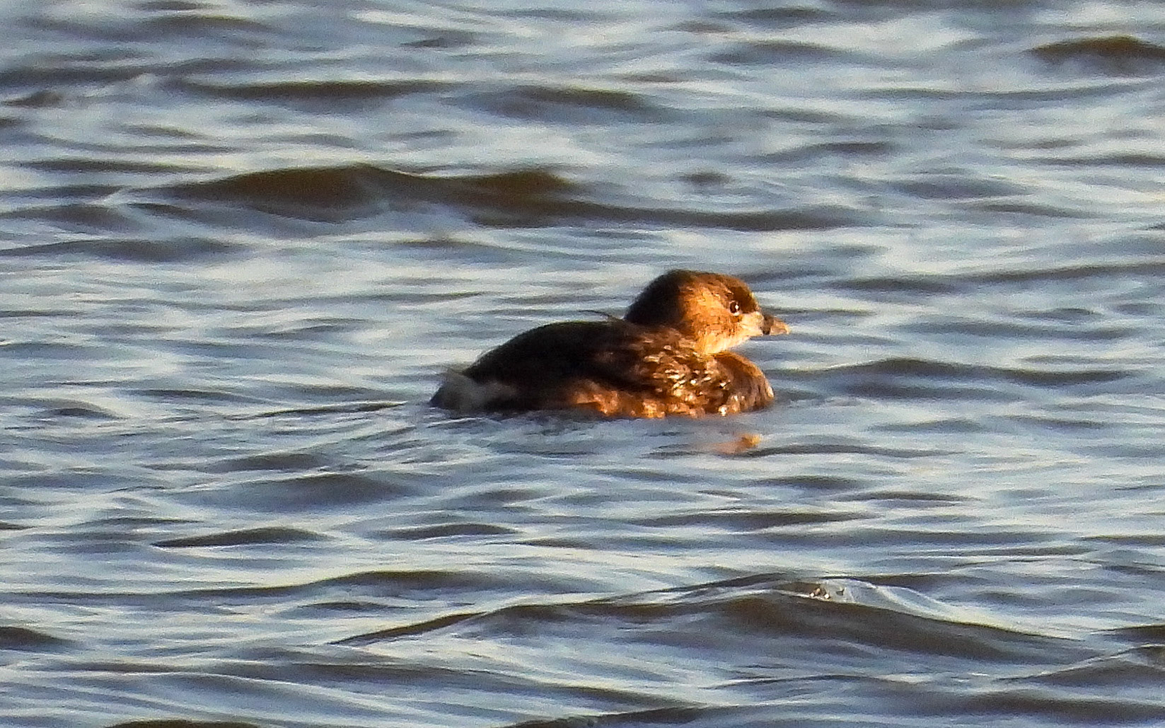 Pied-billed Grebe - this master diver prefers the calm waters of  lakes, estuaries, and marshes.