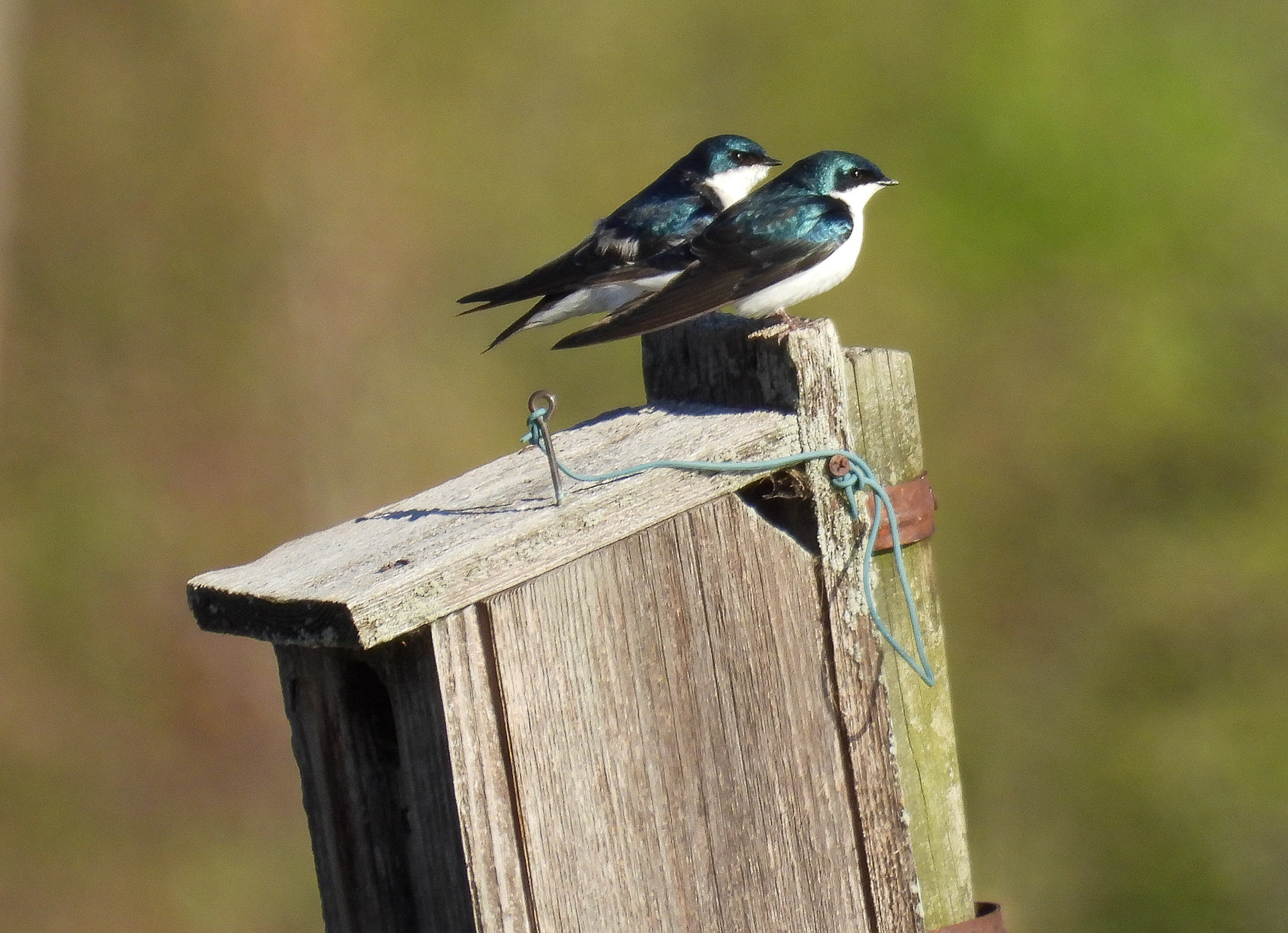 Tree Swallows stake out a prime nesting location.