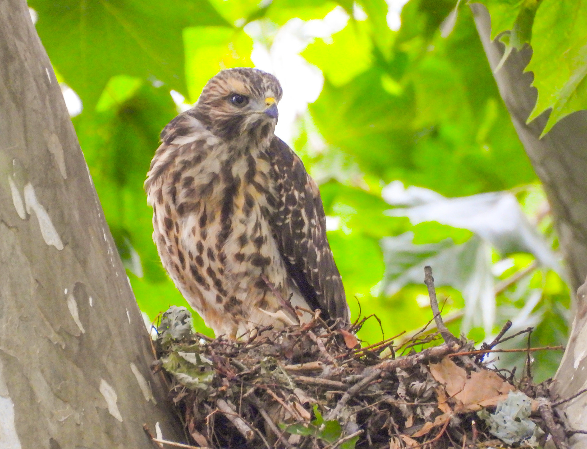 June 13 - Fledgling visits the nest