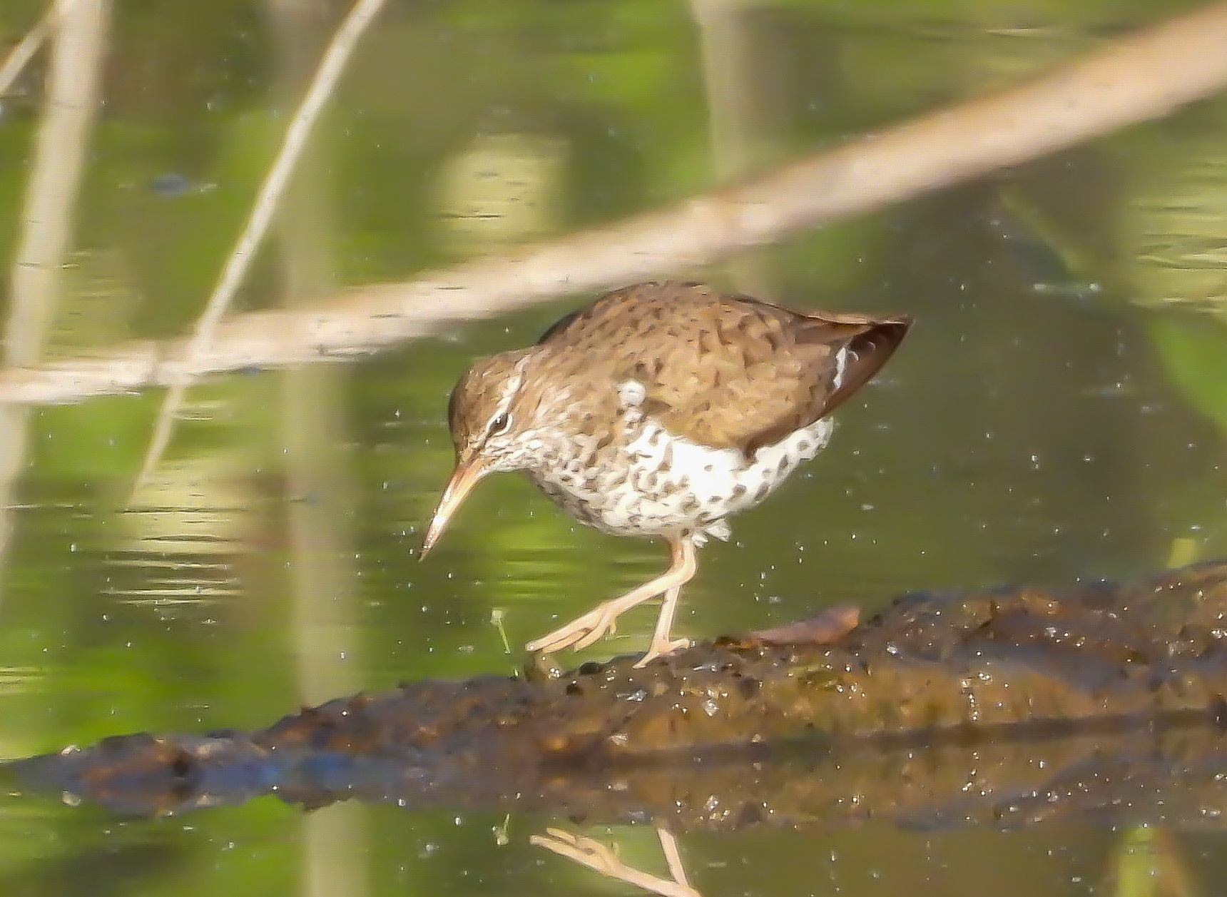 Spotted Sandpiper