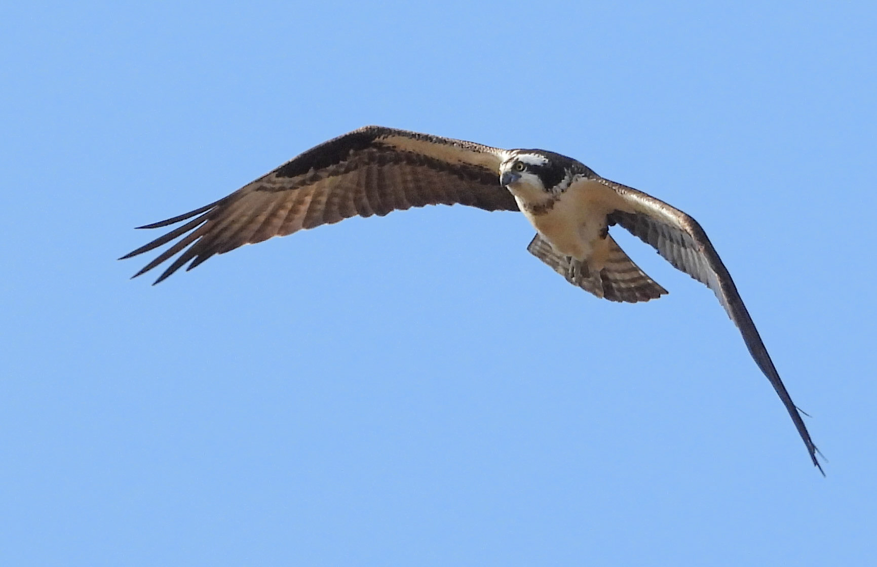 Osprey