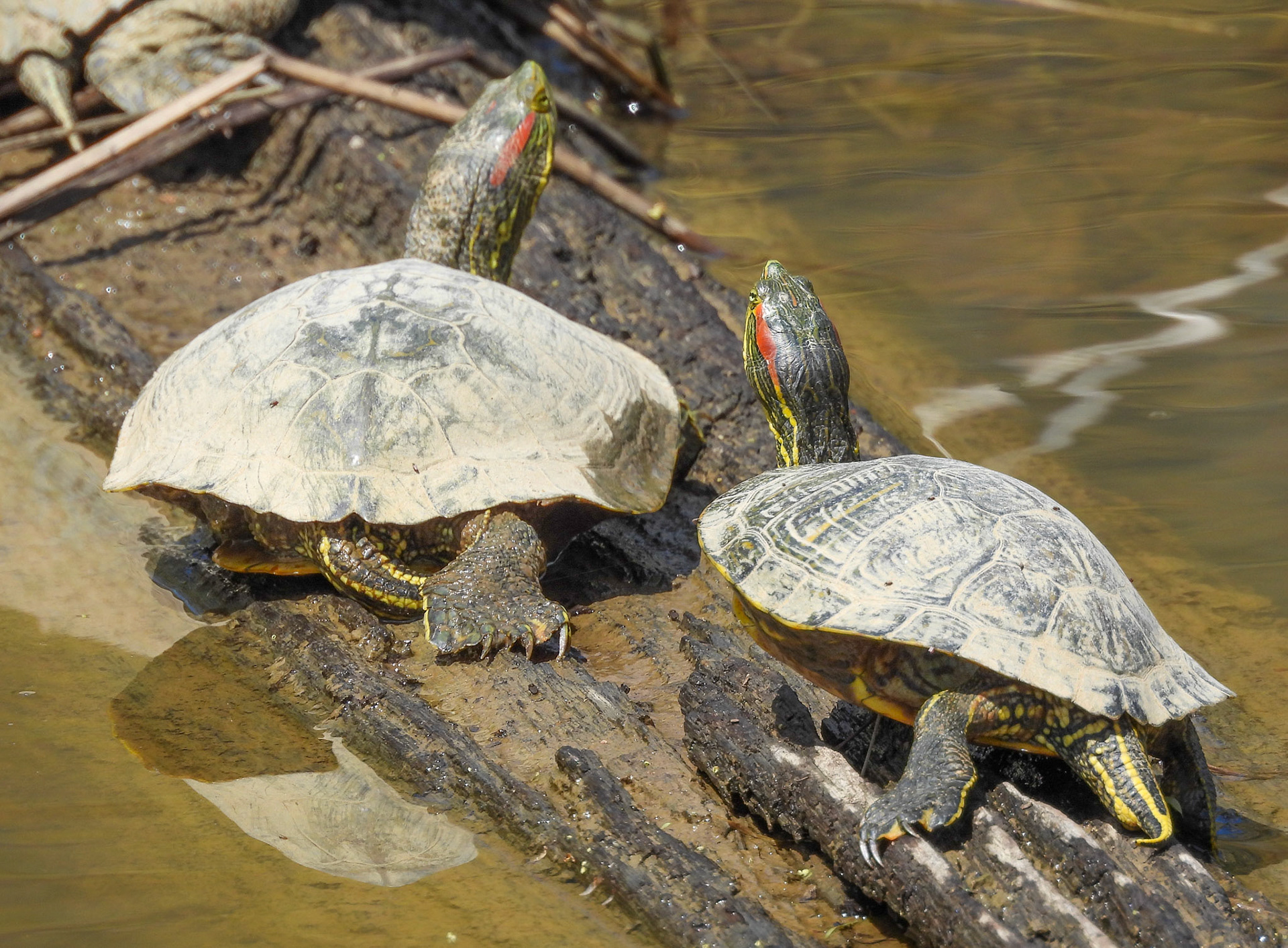 Red Eared Sliders - these turtles are not native to Virginia and is consdiered one of most invasive species worldwide.