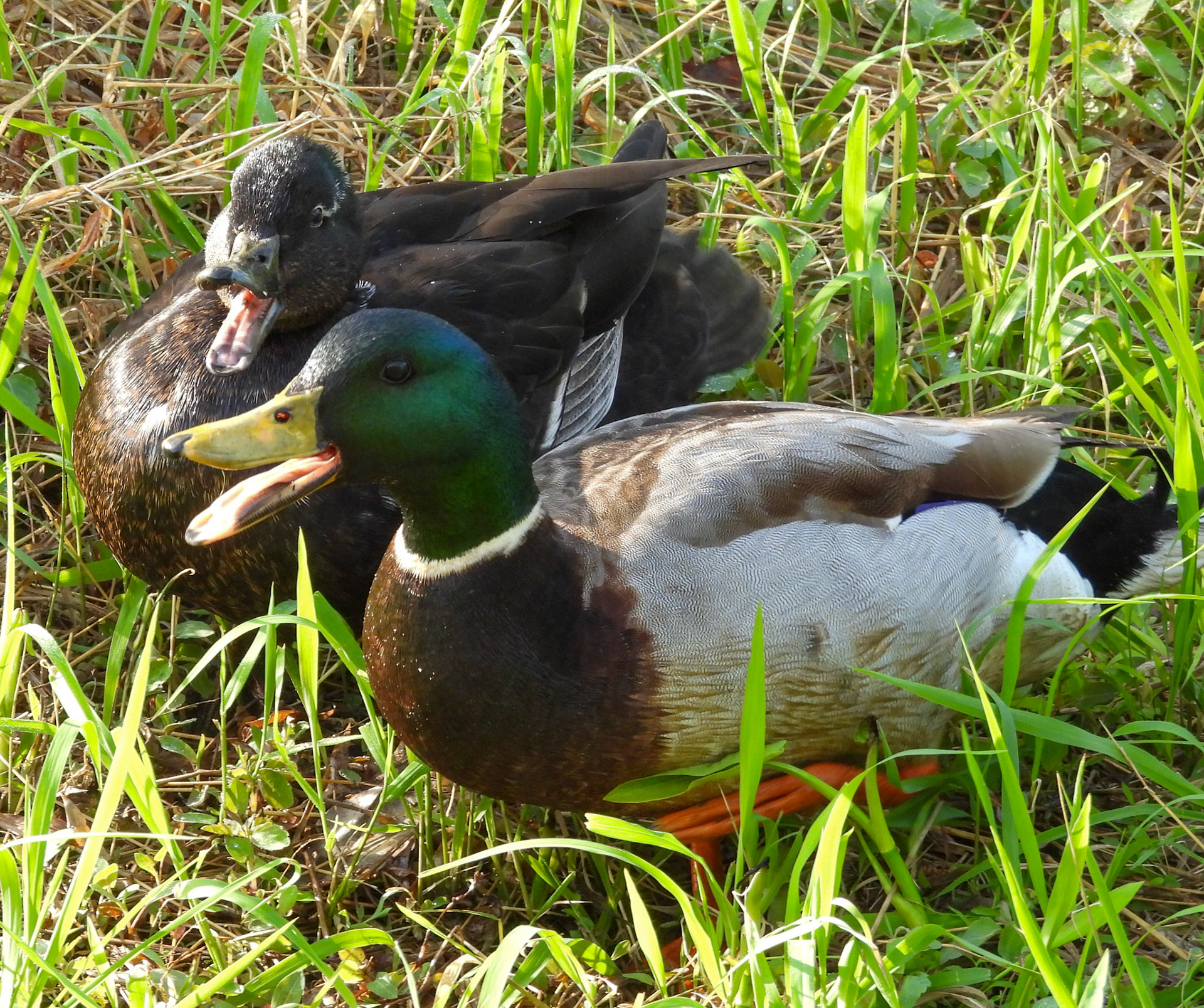 Mallard and hybrid mate having a quack.
