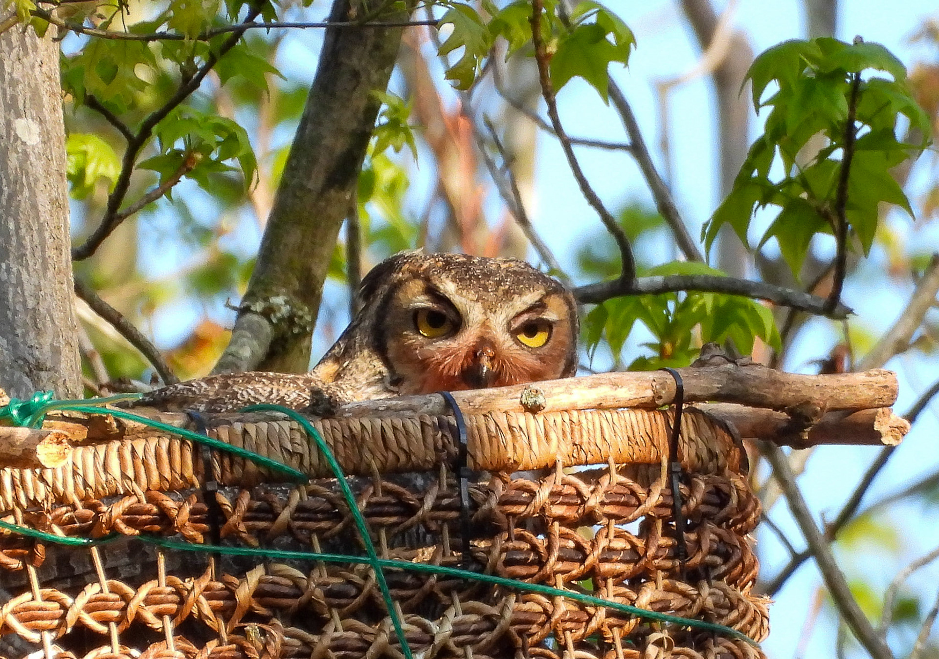April 12 - mother in the nest with the owlets.