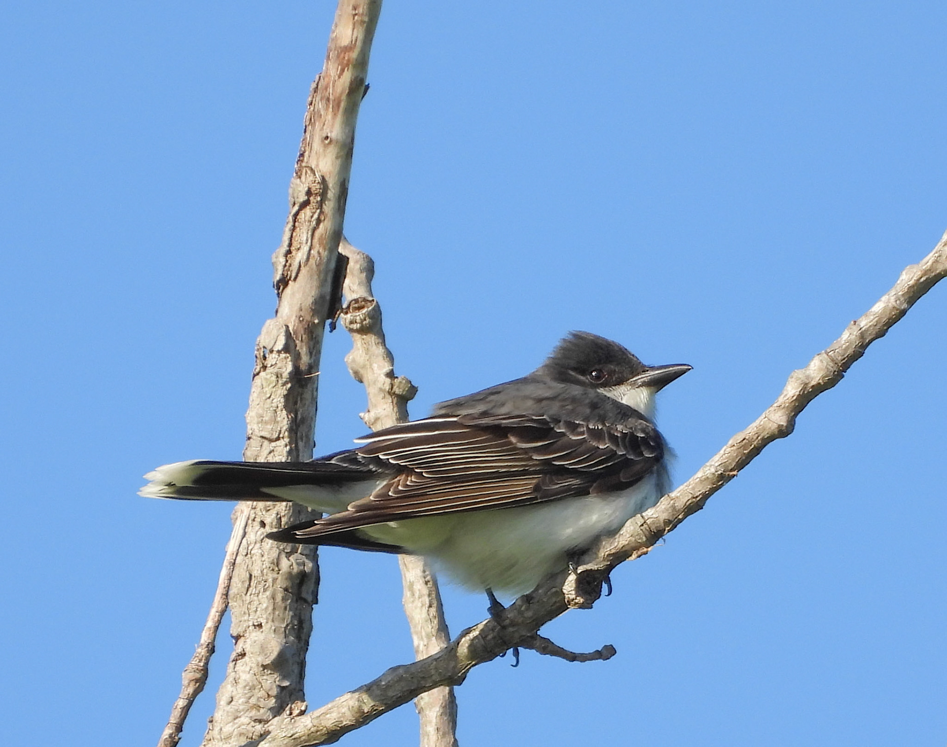 The Eastern Kingbird is very terriitorial and will attack larger birds and squirrels that get near its nest.
