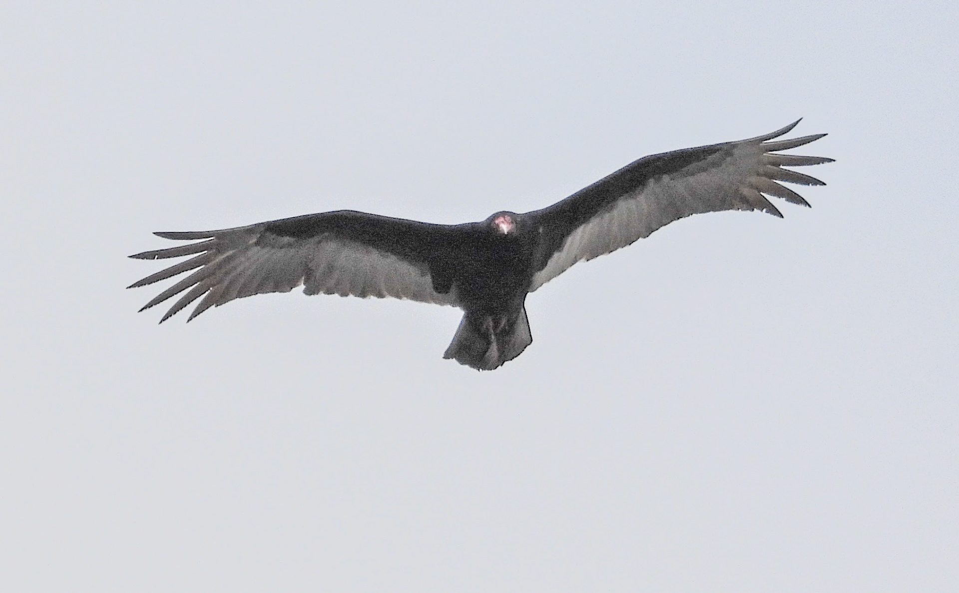 The lack of vegetation in winter makes it easier for Turkey Vultures to spot animal carcasses and human leavings on the ground.