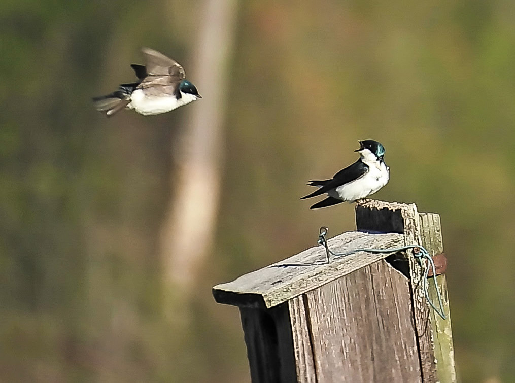 Courting time for Tree Swallows.