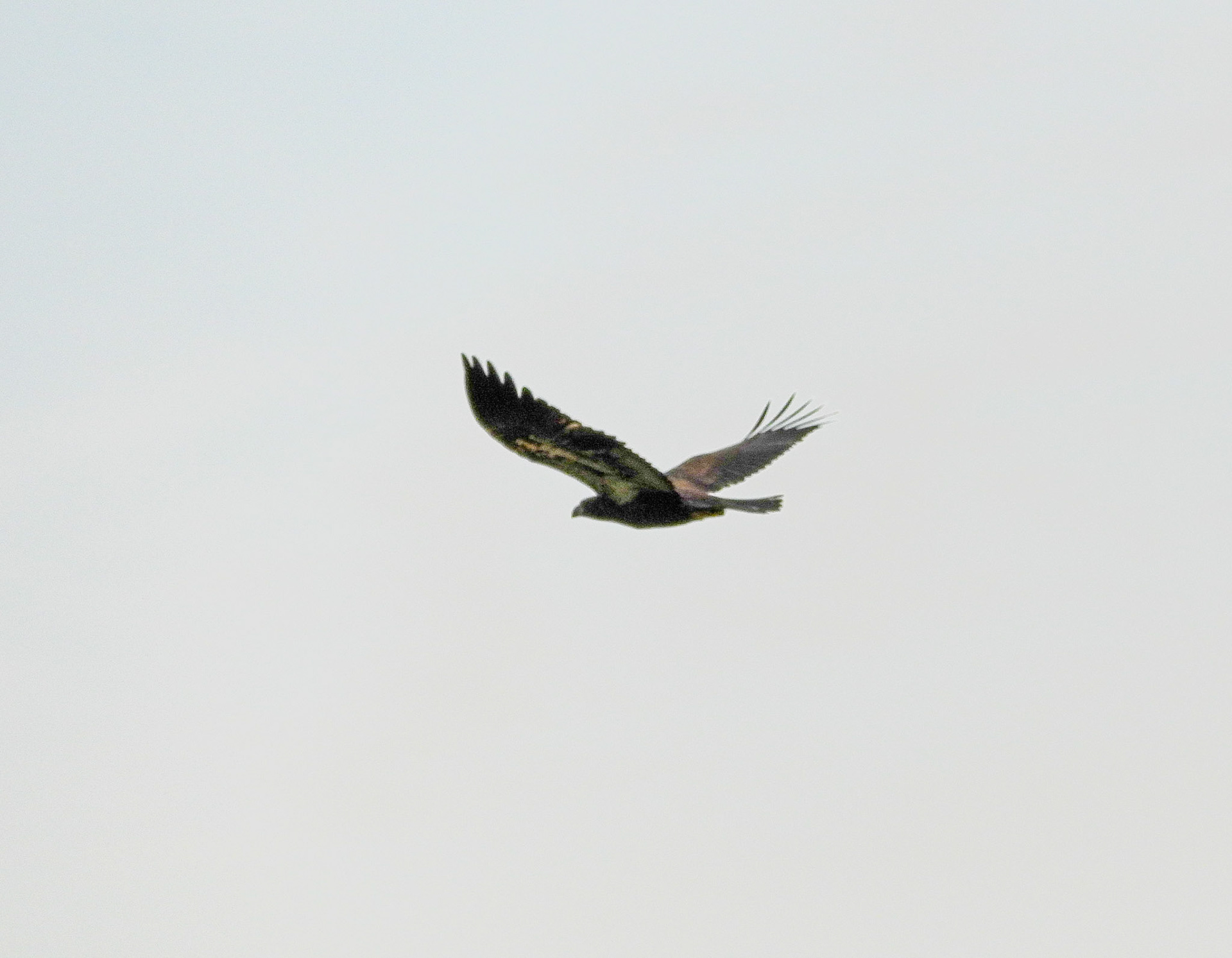 May 31 - Eaglet on the Wing