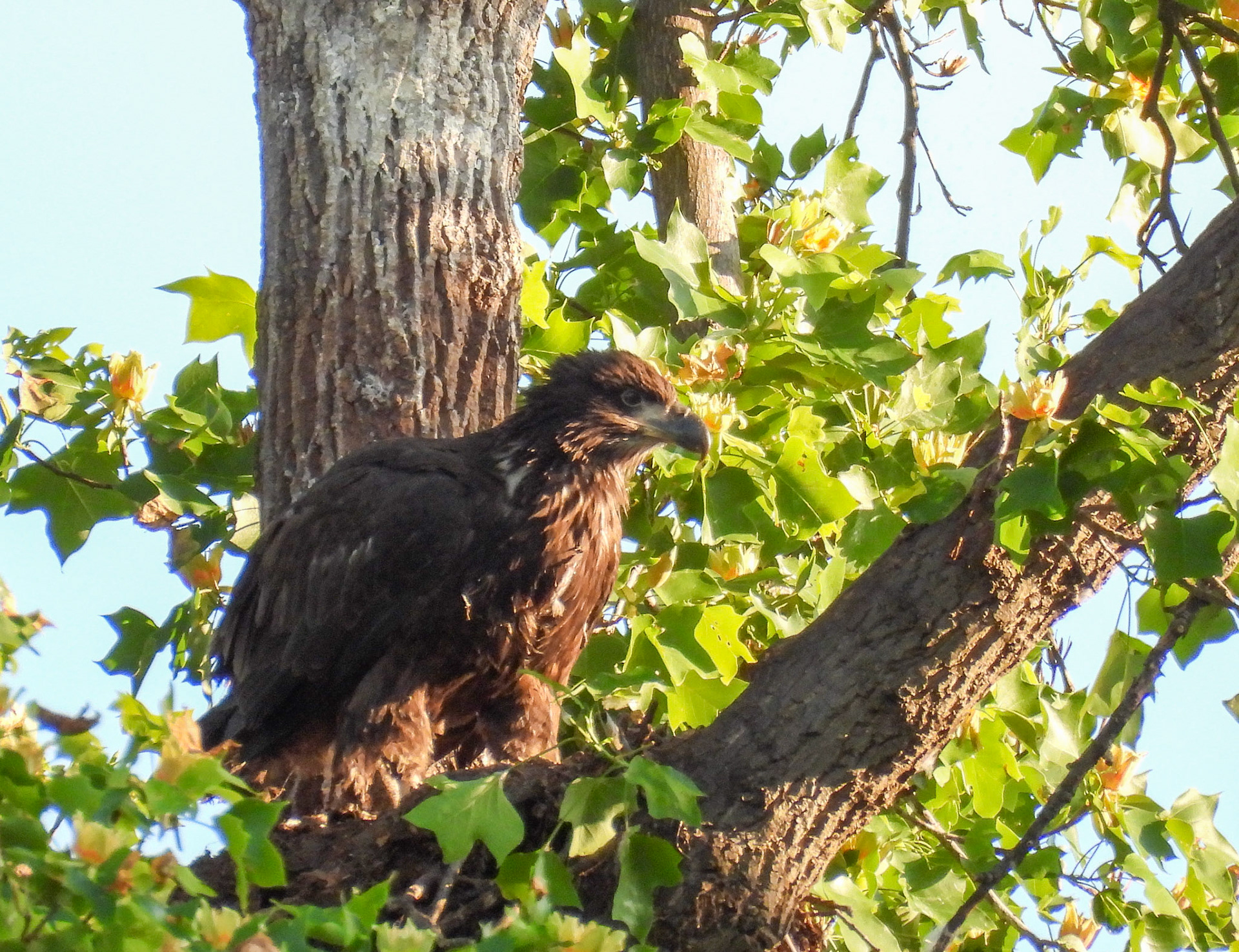 May 7 - The remaining eaglet remains at the site of the nest.