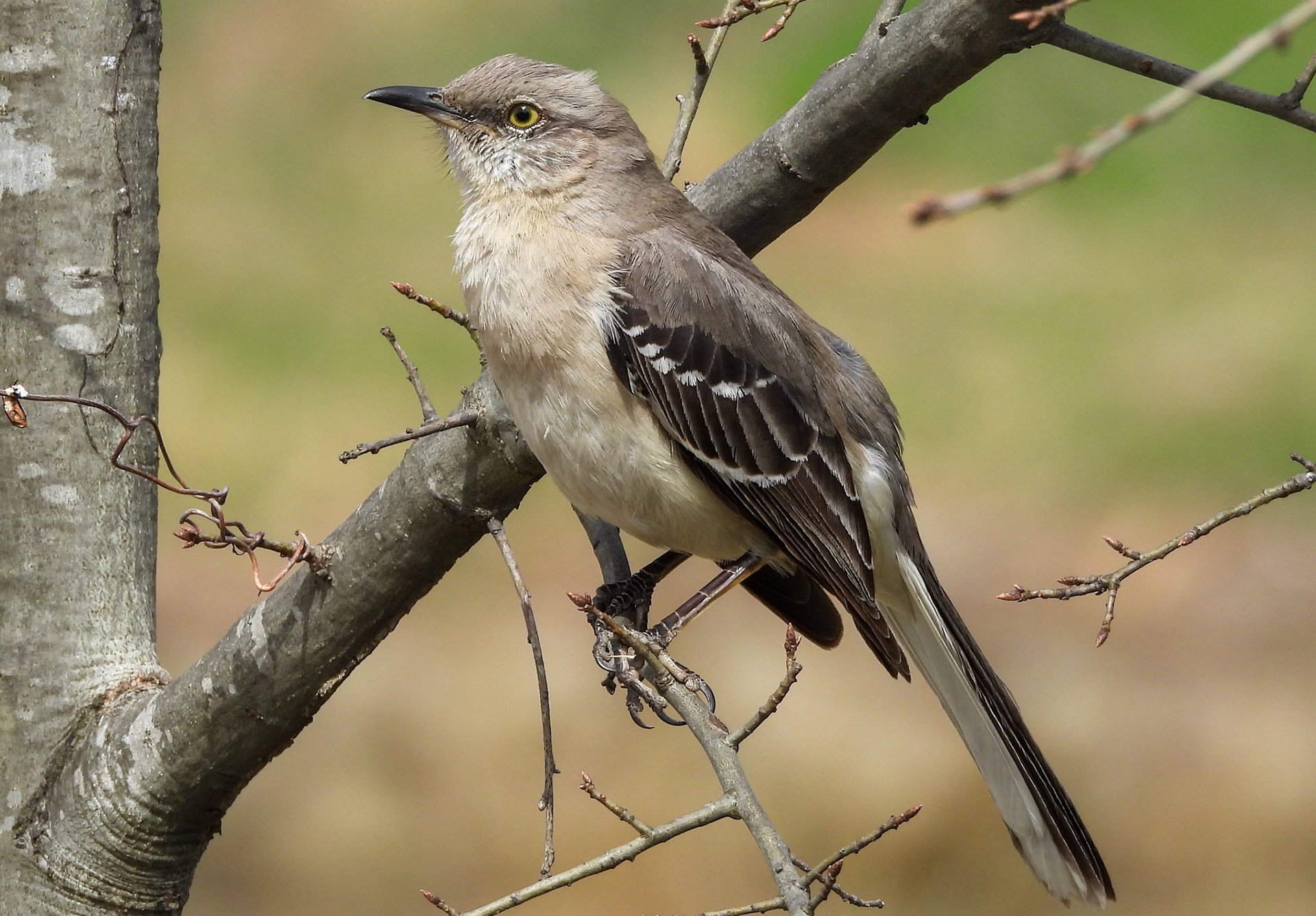 Northern Mlockingbird