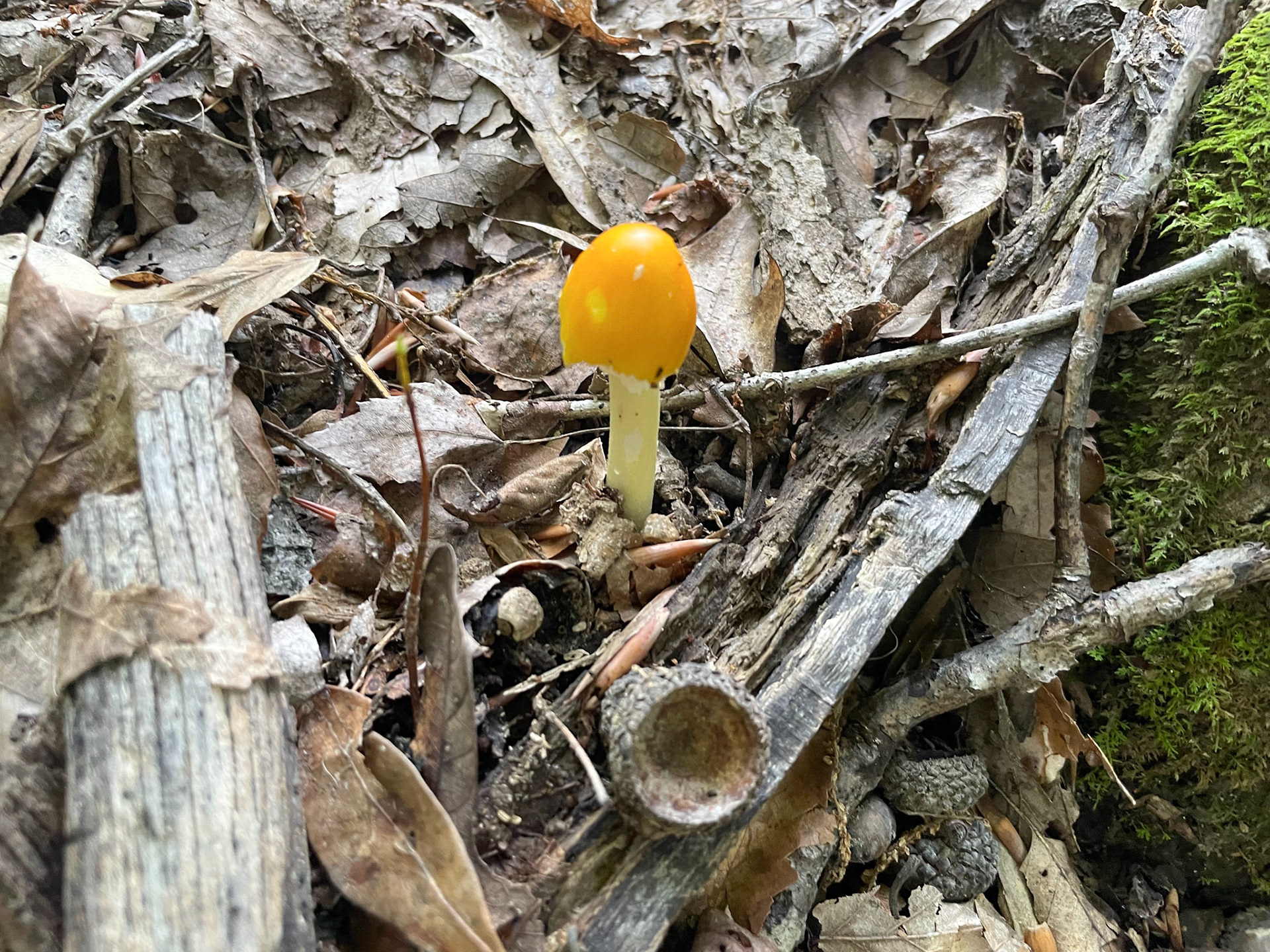 Fountainhead Regional Park, Virginia