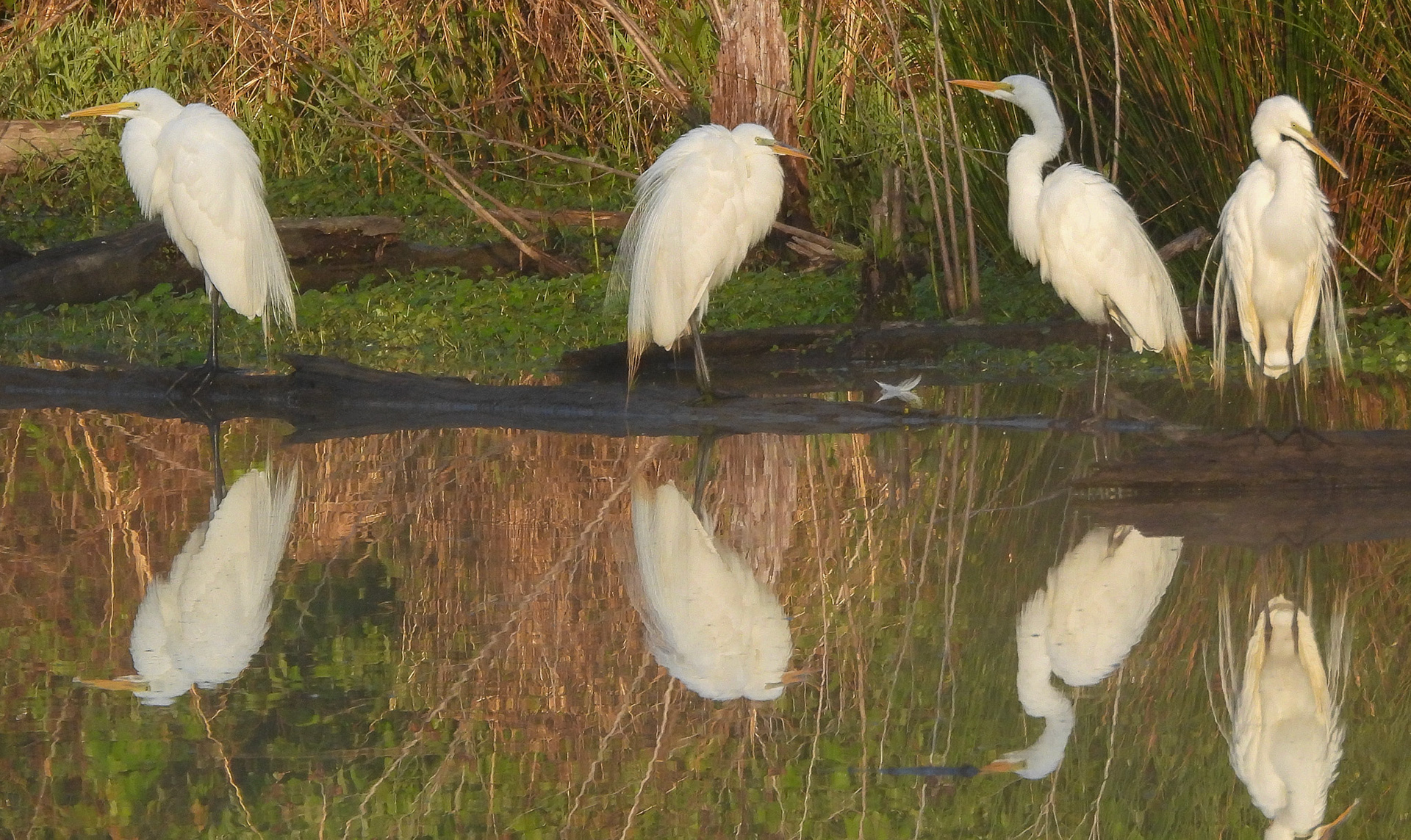 Great Egrets