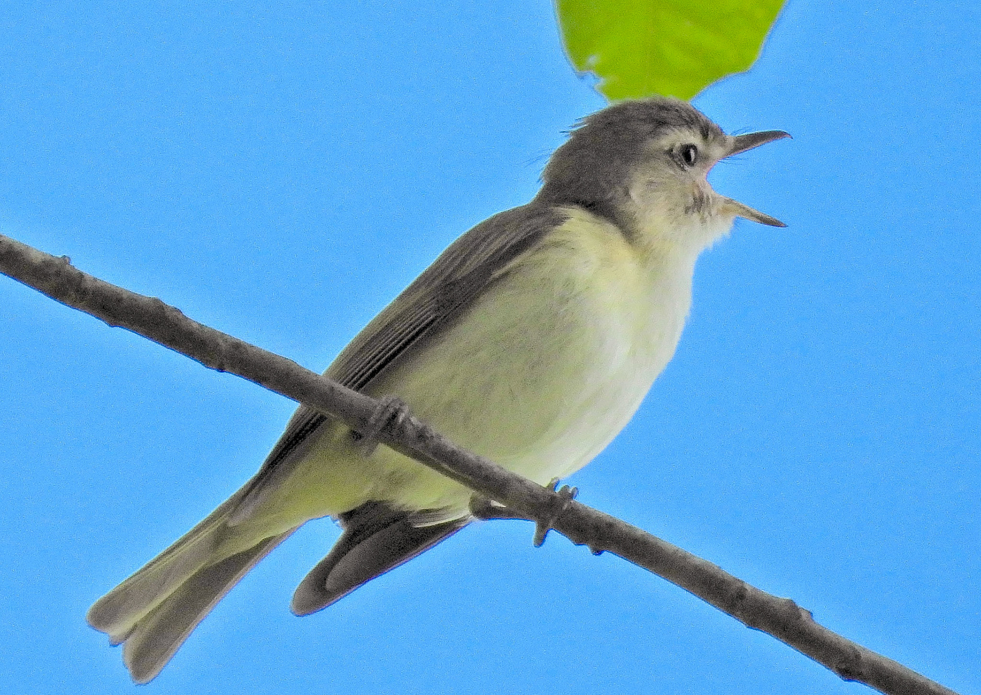 Eastern Warbling Vireo