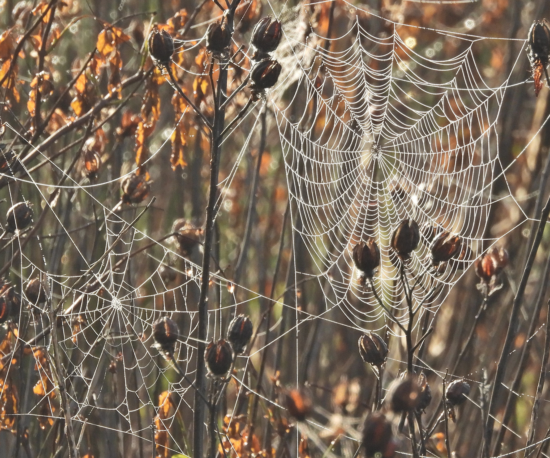 Spider webs in April.