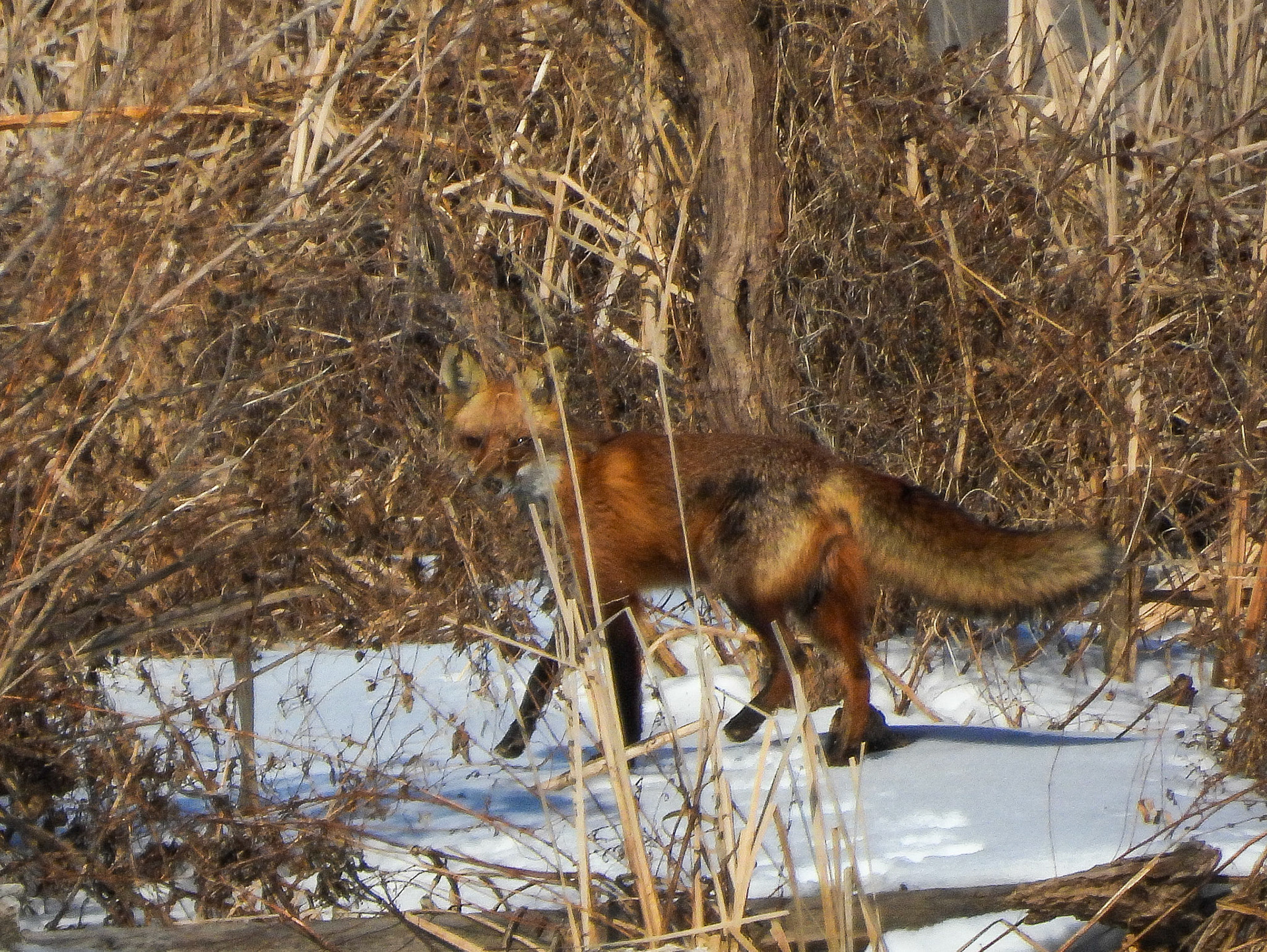Red Fox