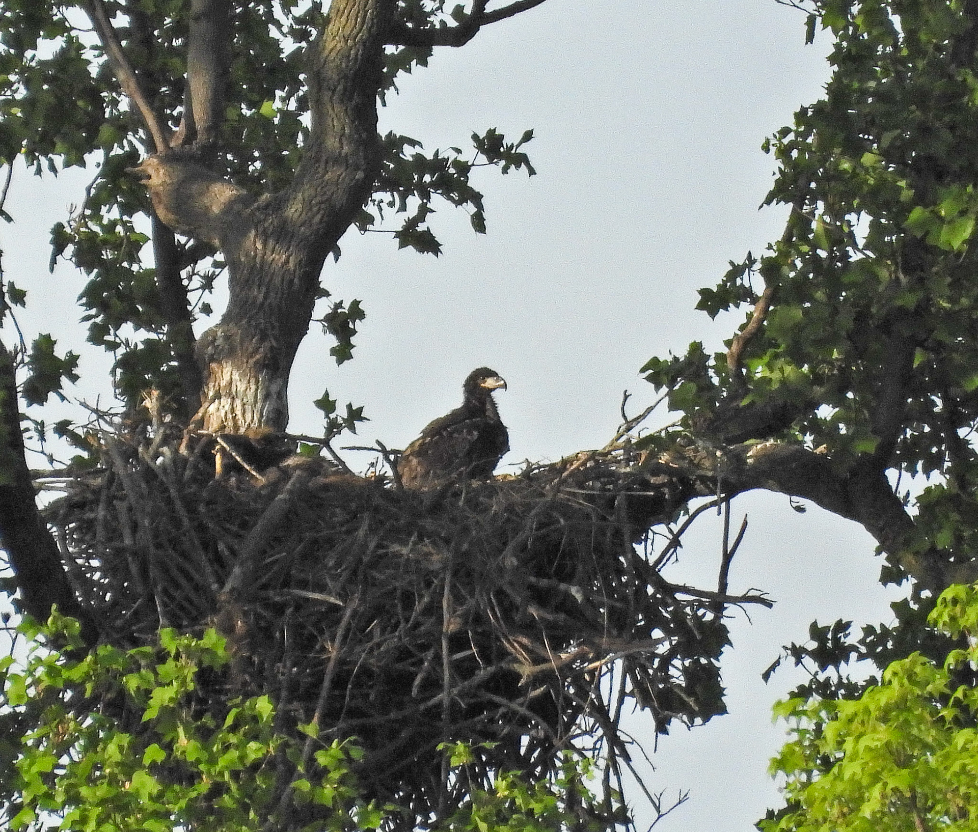 April 14 - the nest from a distance
