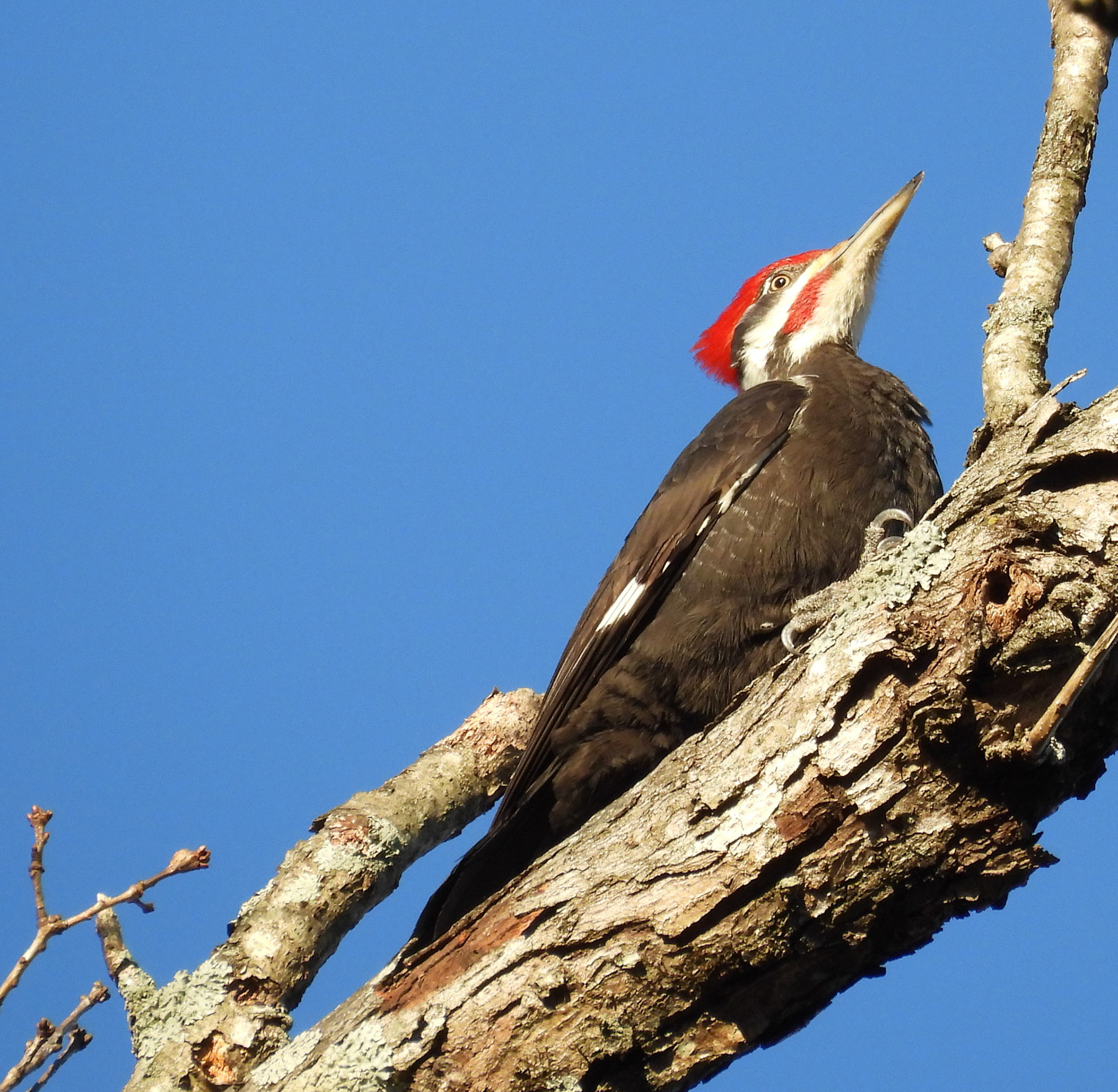 Pileated Woodpecker