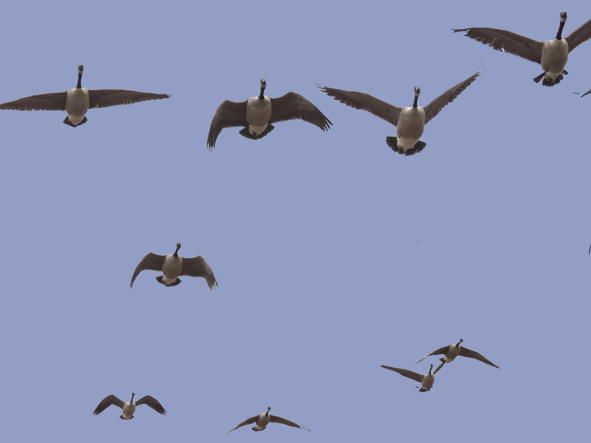 Canada Geese