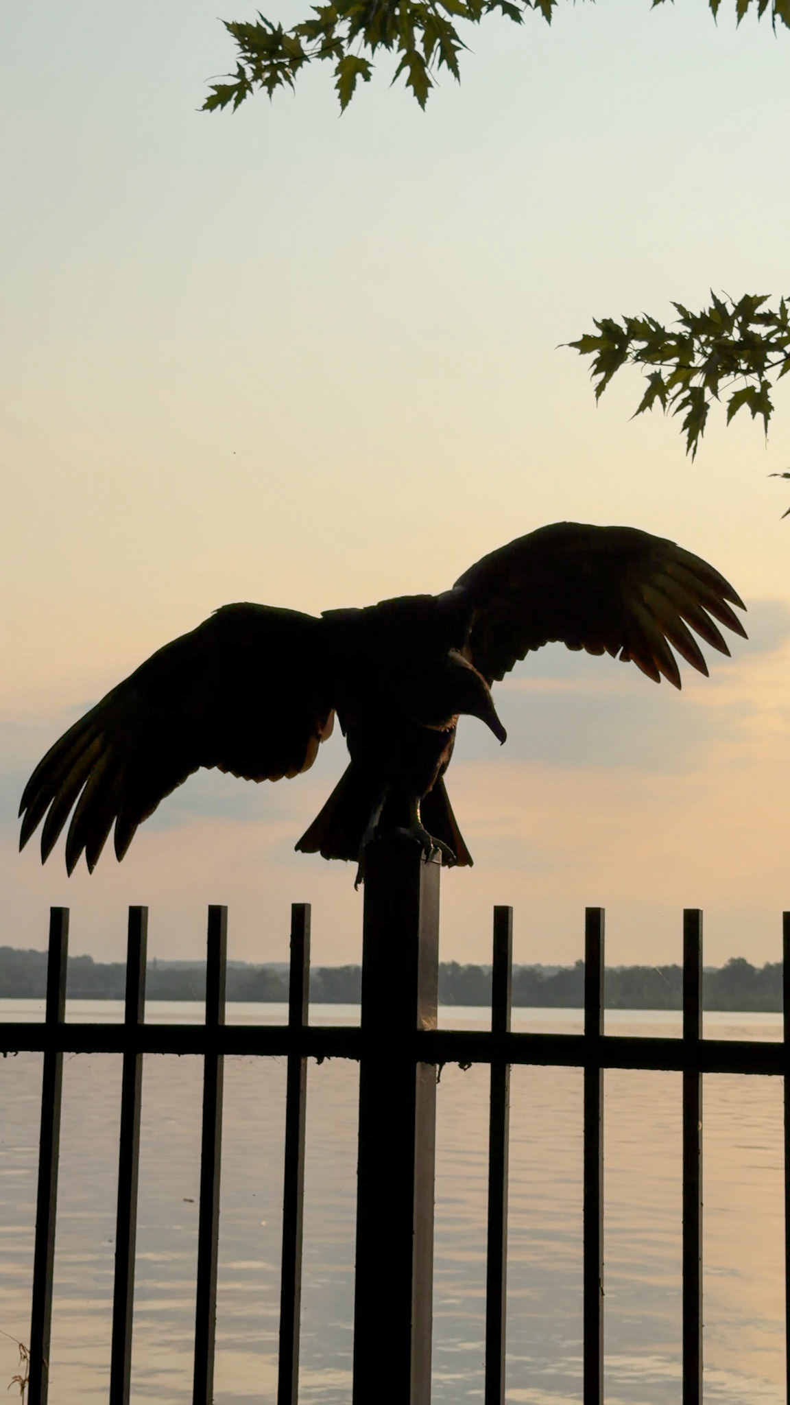 Black Vulture juvenile