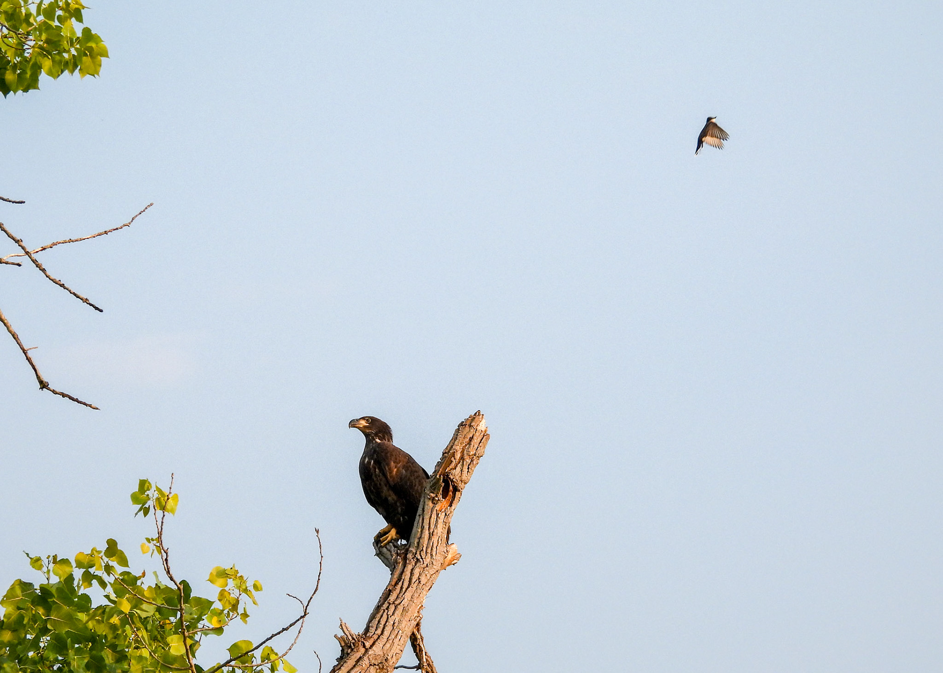 1/11 After the Eagle finds a perch, the Kingbird flies  to a nearby tree.