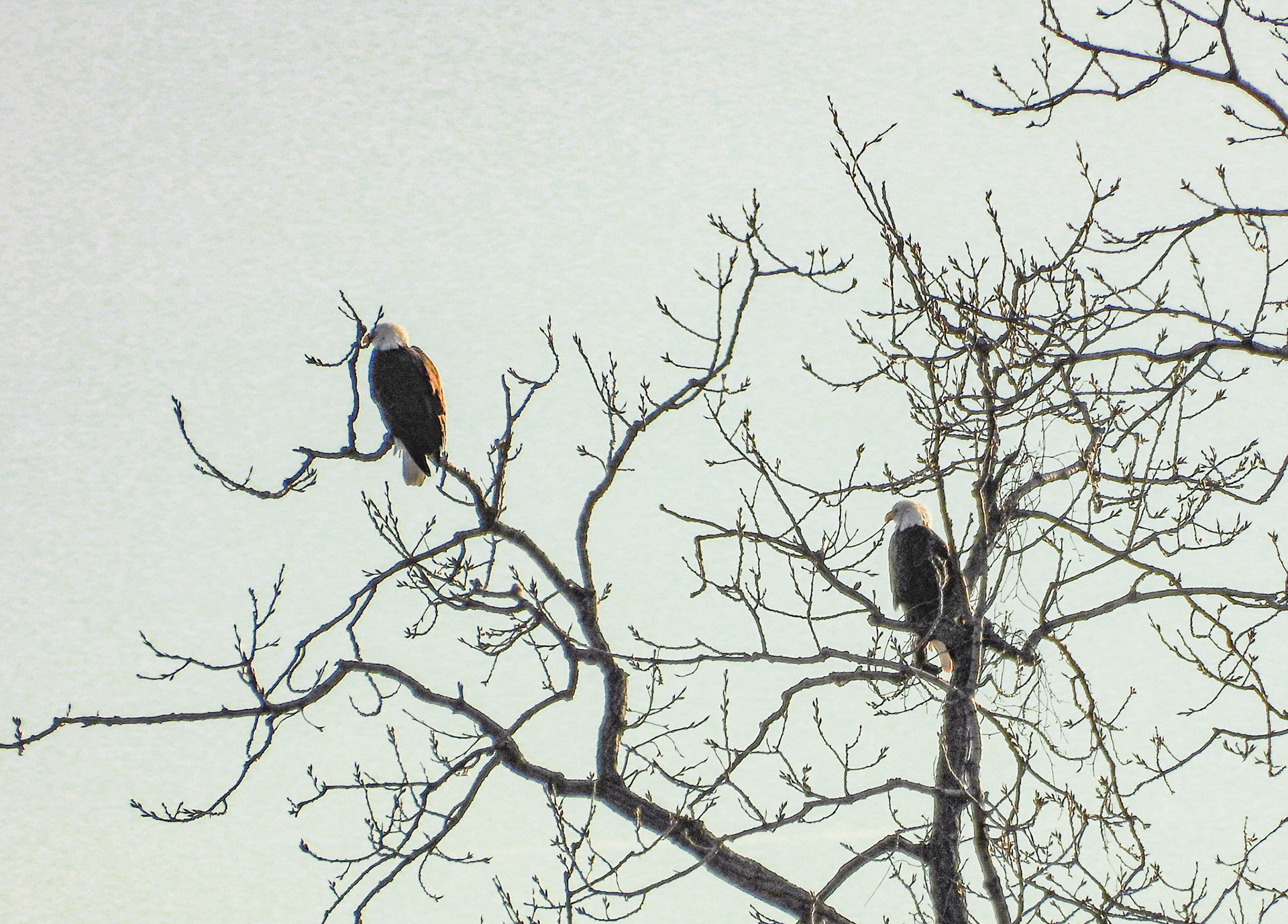 A Bald Eagle pair surveys its nesting territory in mid-January.