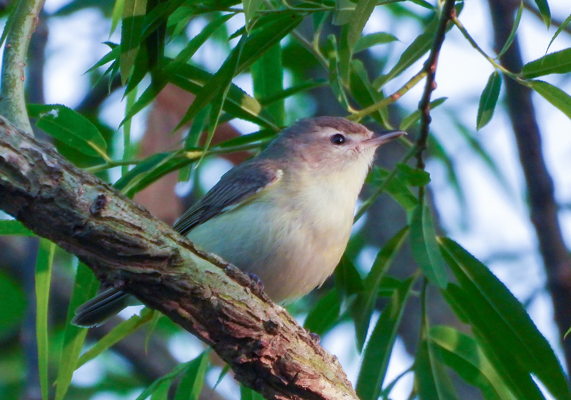 Eastern Warbling Vireo