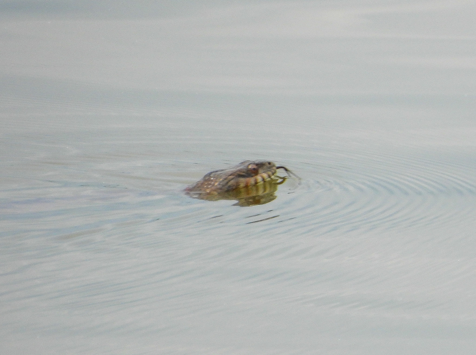 Northern Water Snake