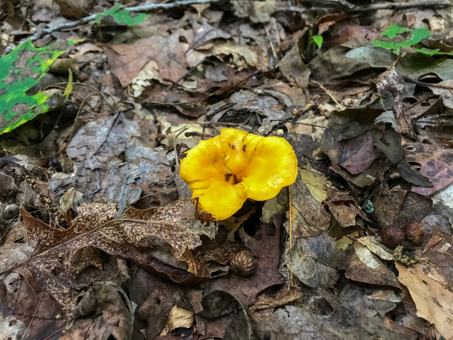 Prince William Forest Park, Virginia
