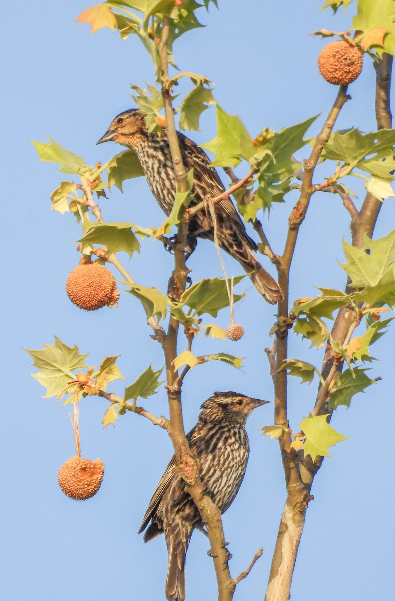Two female Red-Winged Blackbirds in an American Sycamore tree.