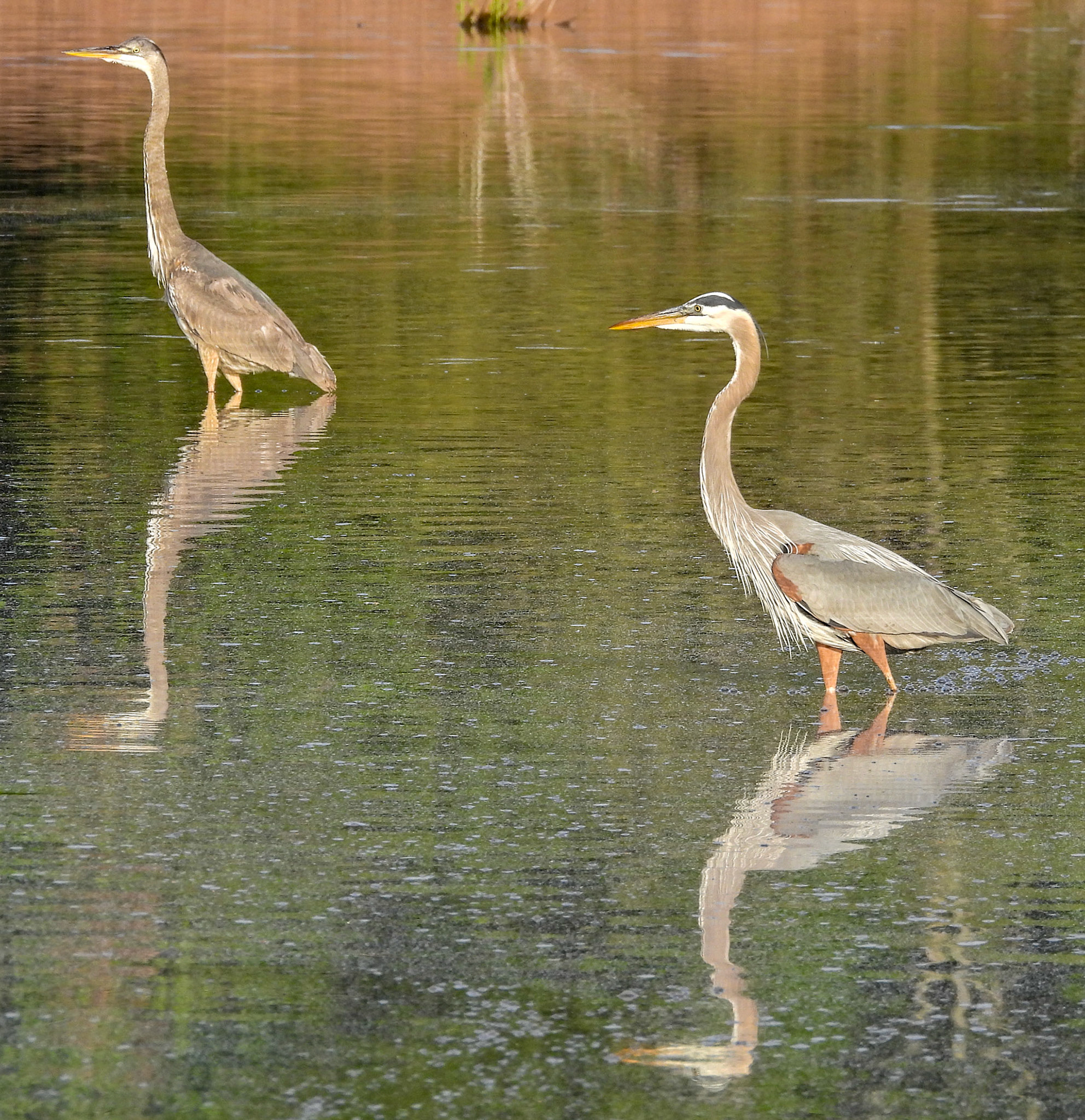Great Blue Herons