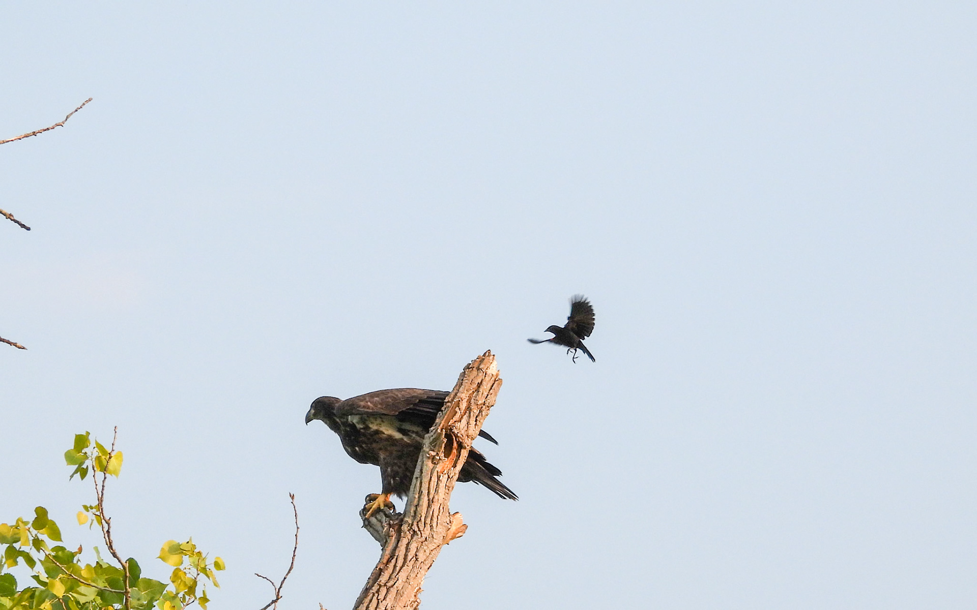 2/11 After a few seconds a Red Winged Blackbird goes begins to harass  the Eagle, taking care to stay behind it.
