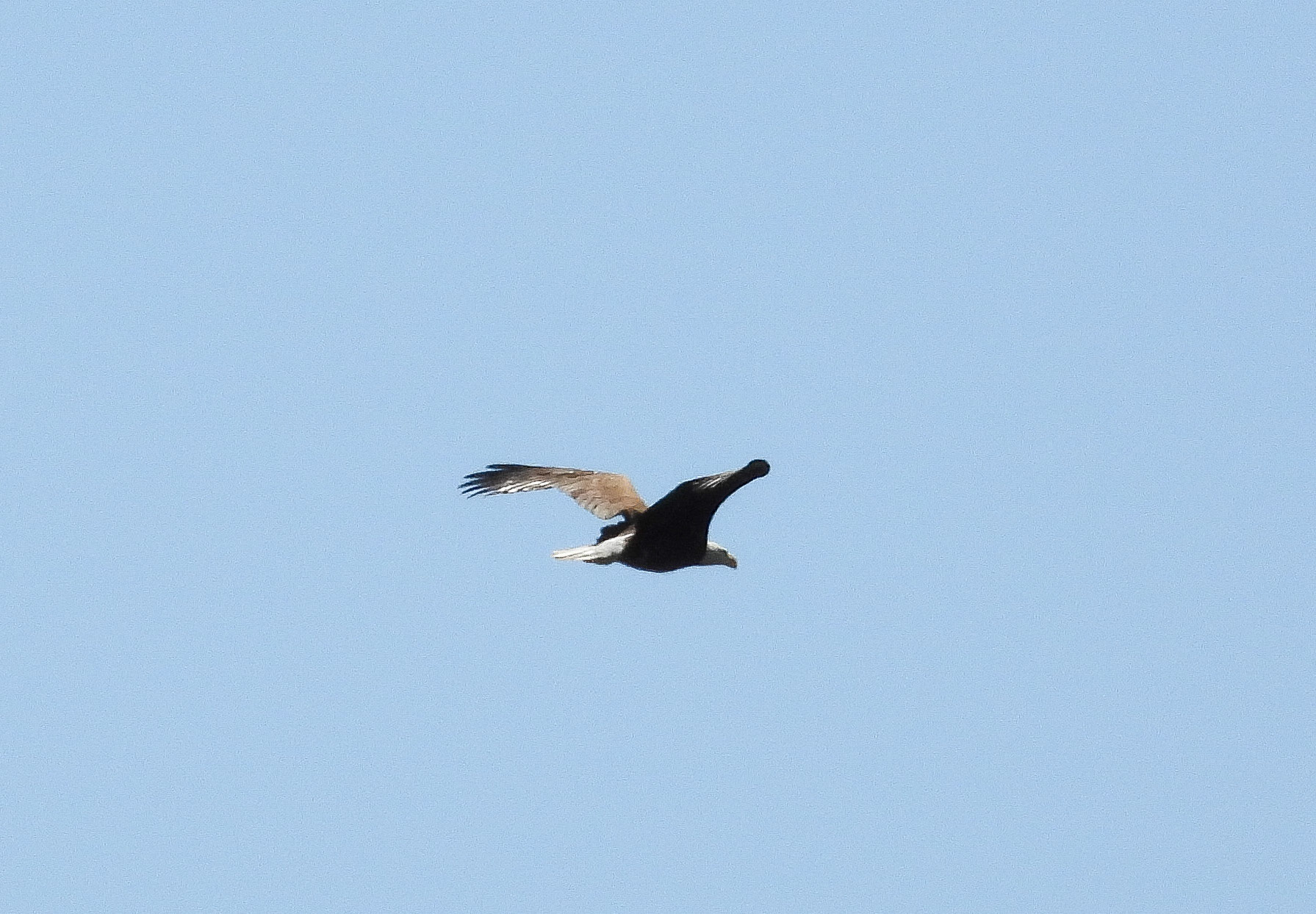 Bald Eagle in flight