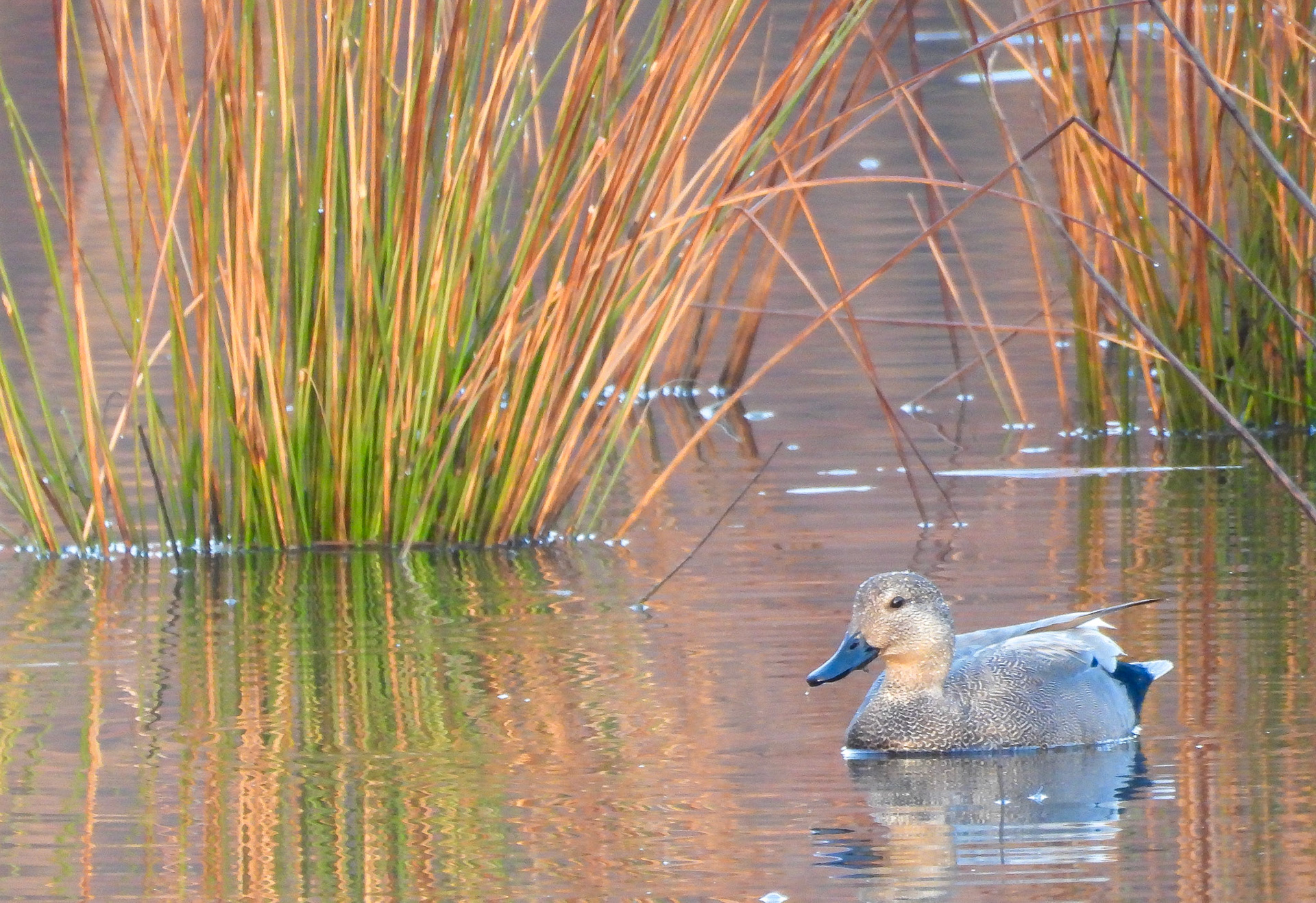 Gadwall (male) - This dabbling duck often steals food from diving ducks as they surface.