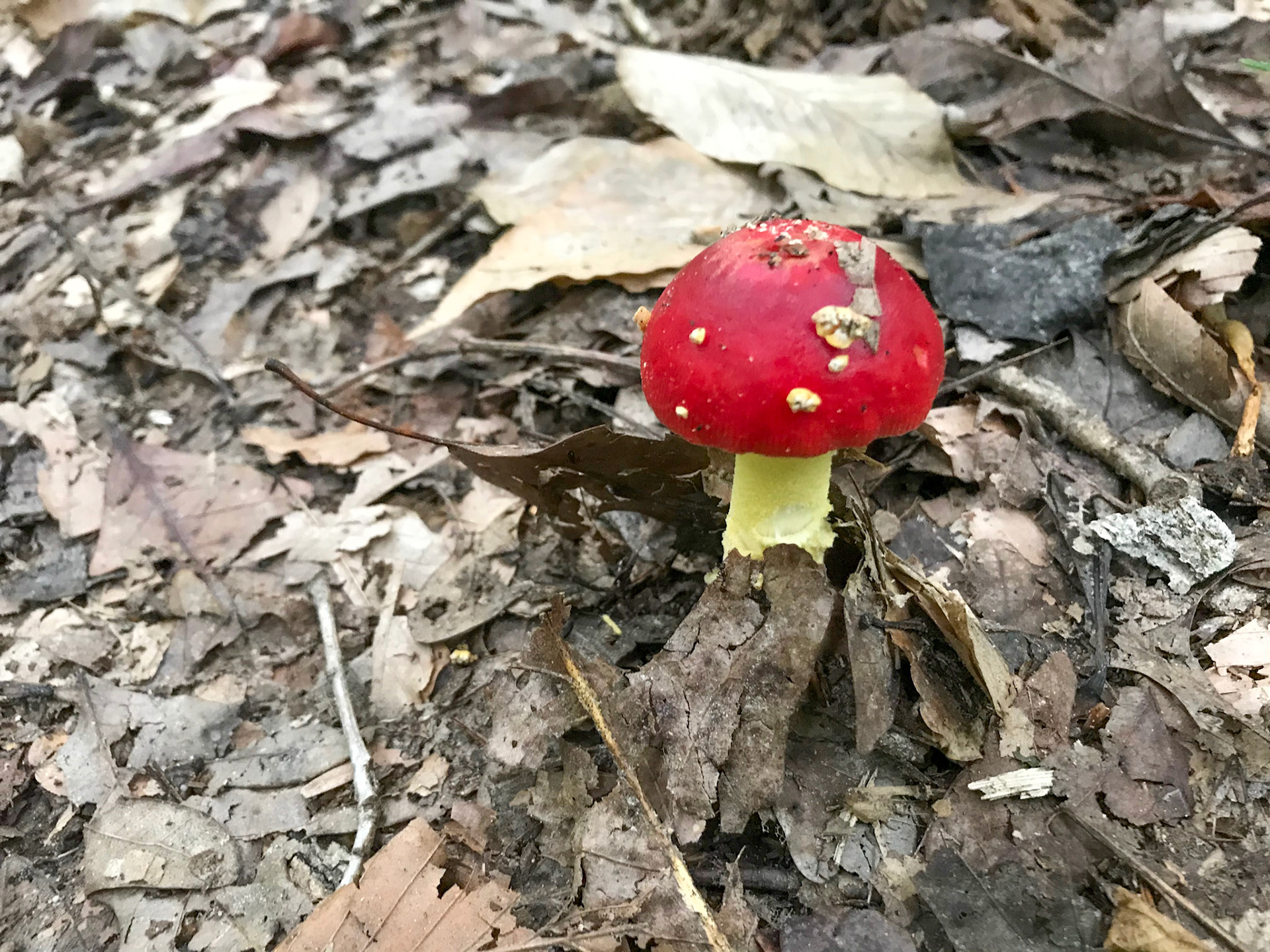 Prince William Forest Park, Virginia