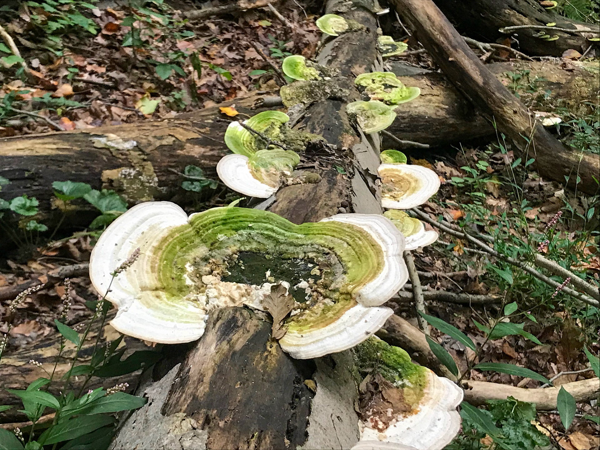 Donaldson Run Park, Arlington, Virginia