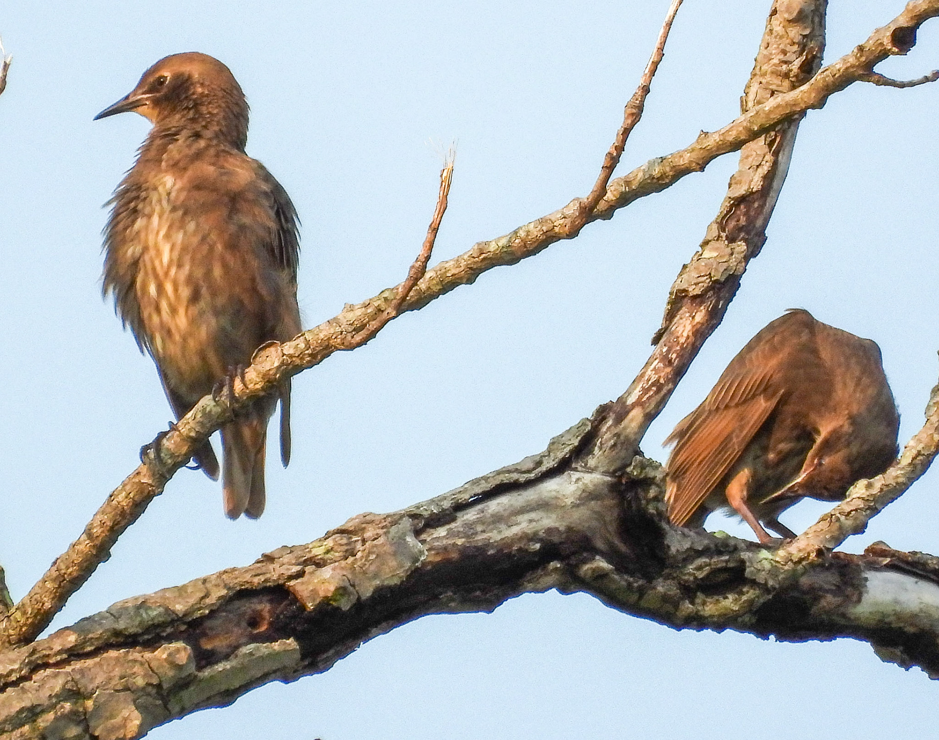 European Starling (Juveniles)