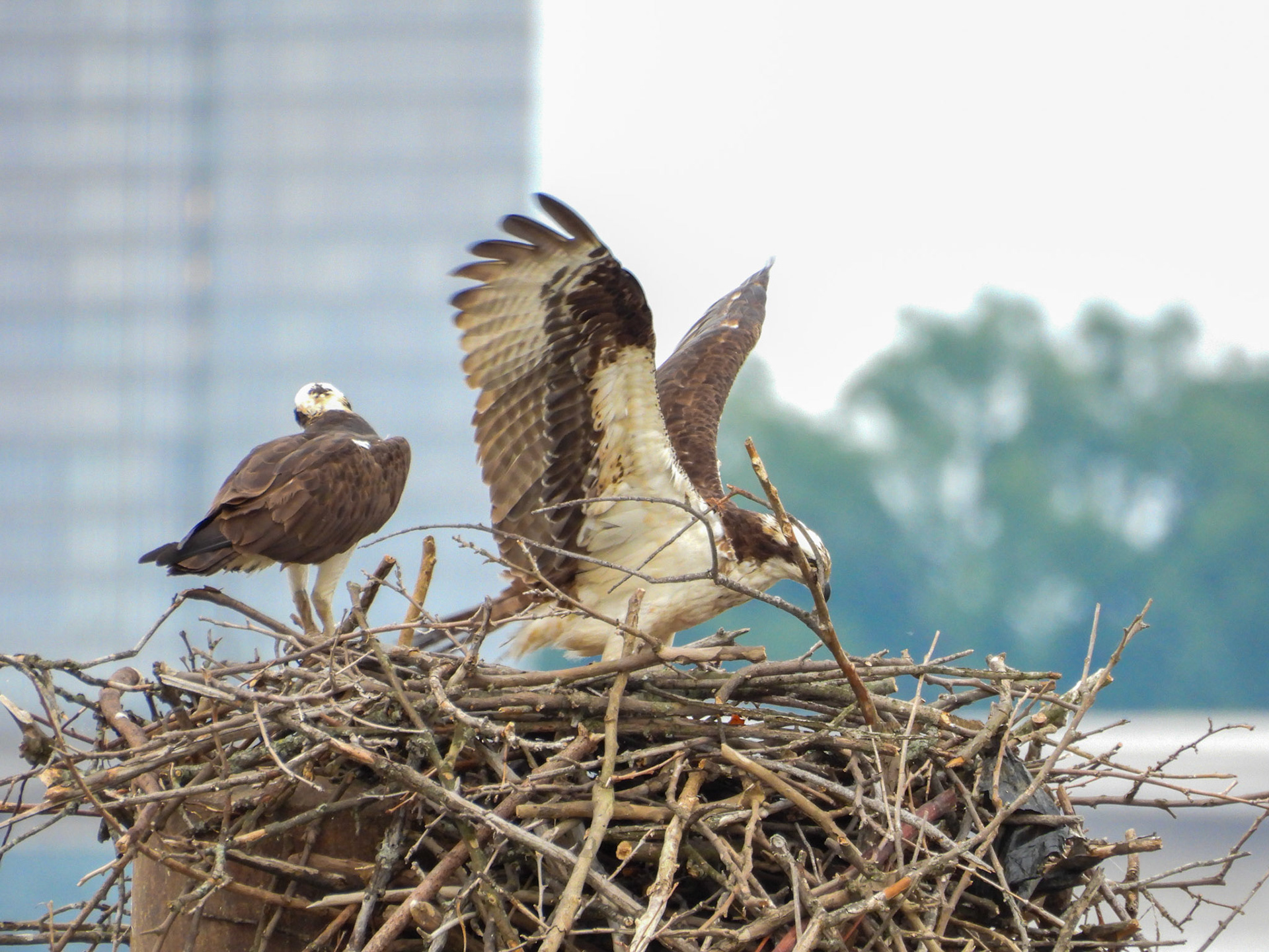 ...the Osprey decides to take the fish to its nest nearby....